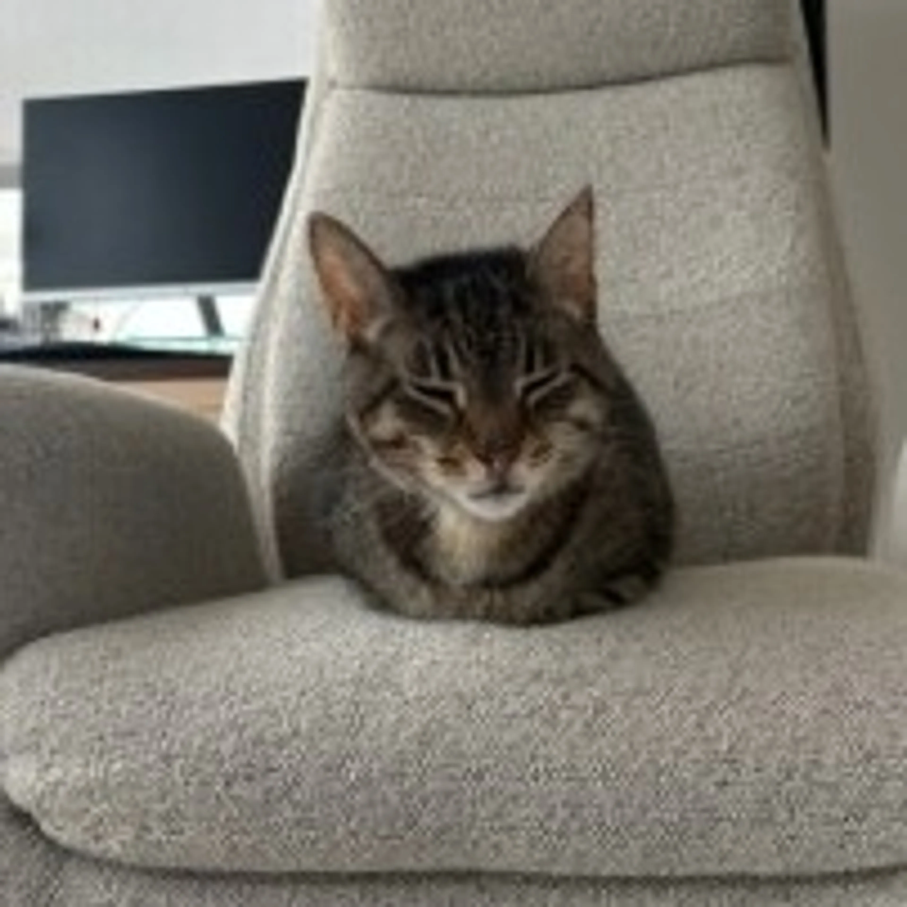 Found pet-4