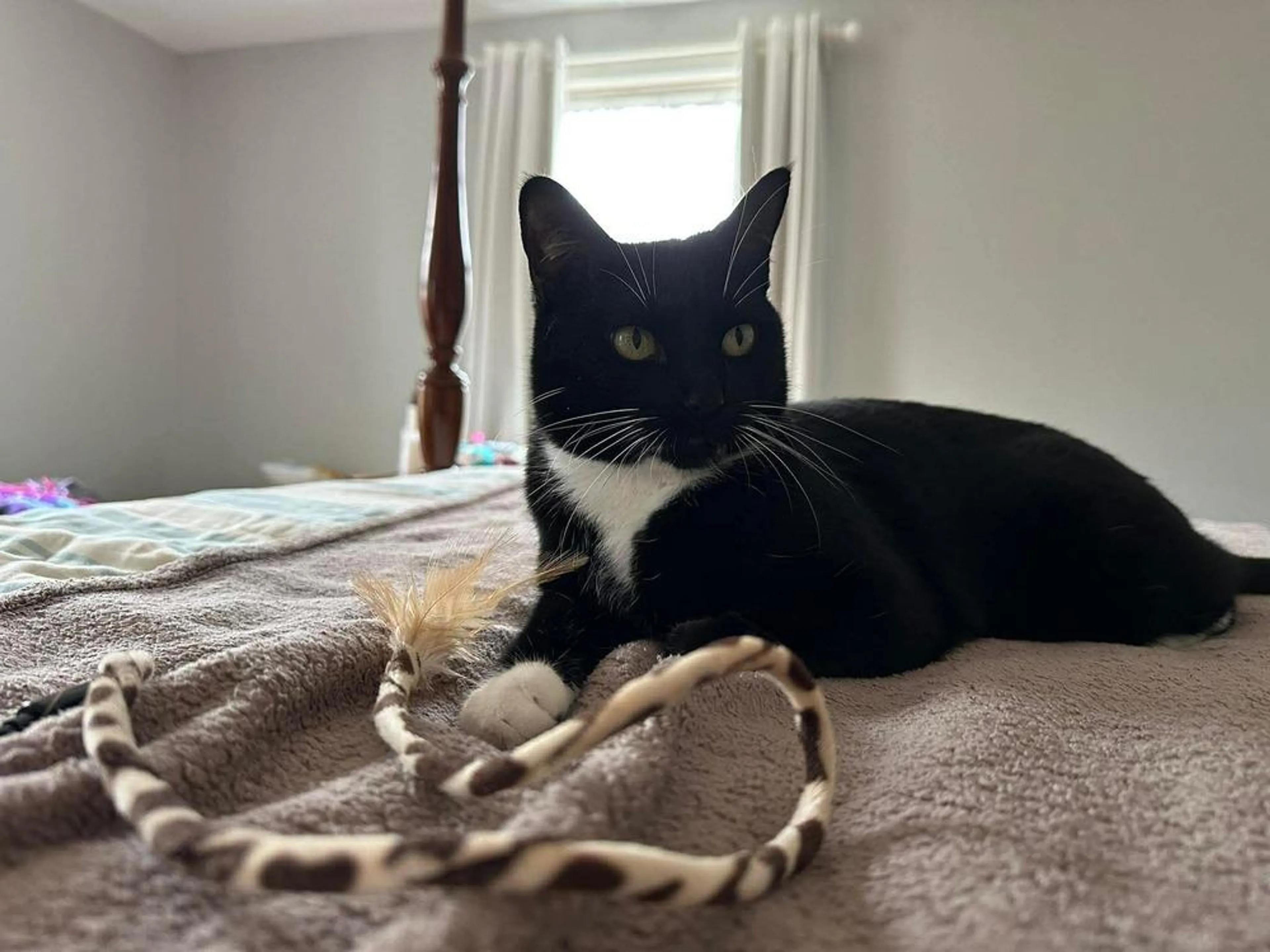 Found pet-4