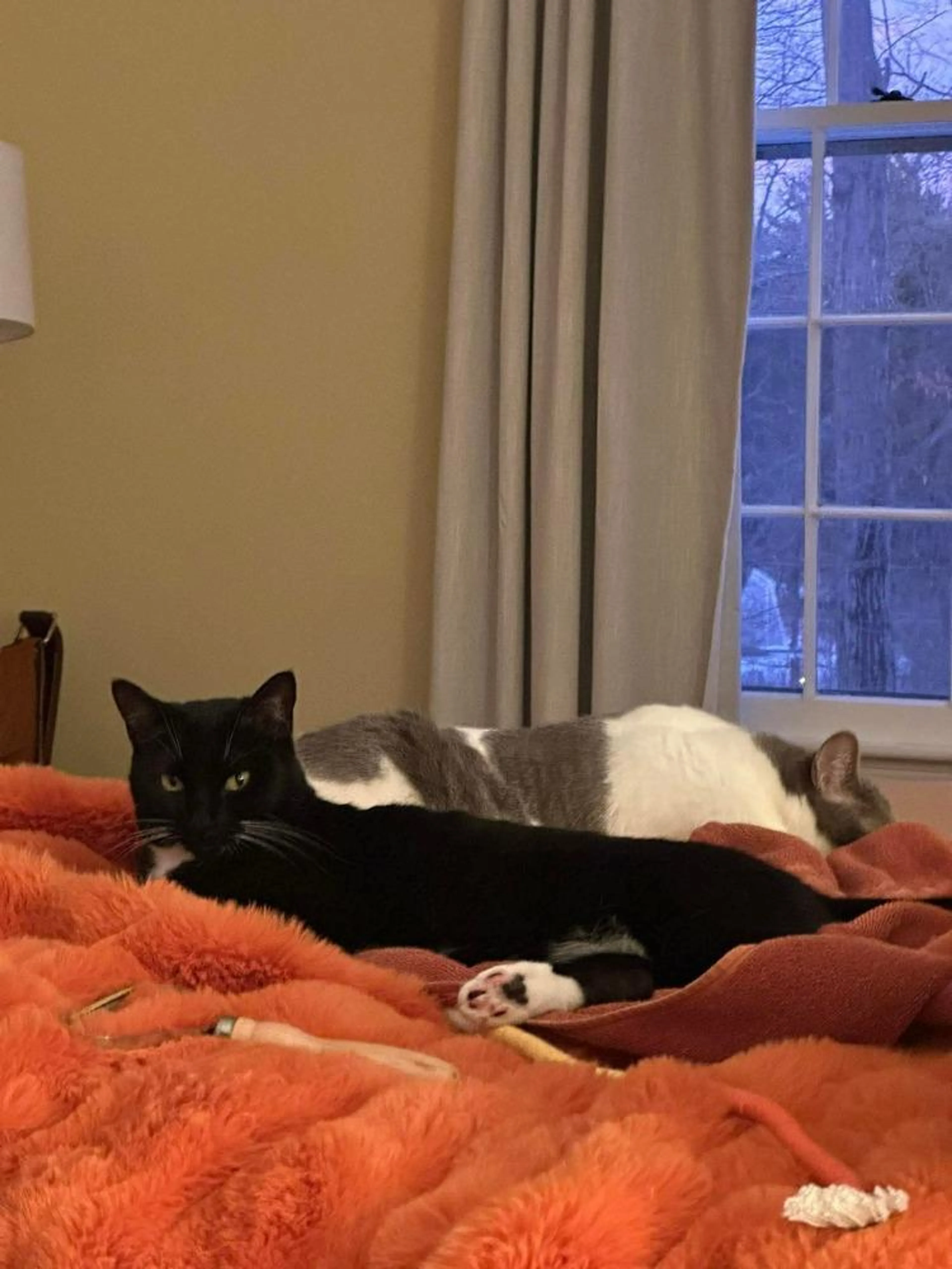 Found pet-3