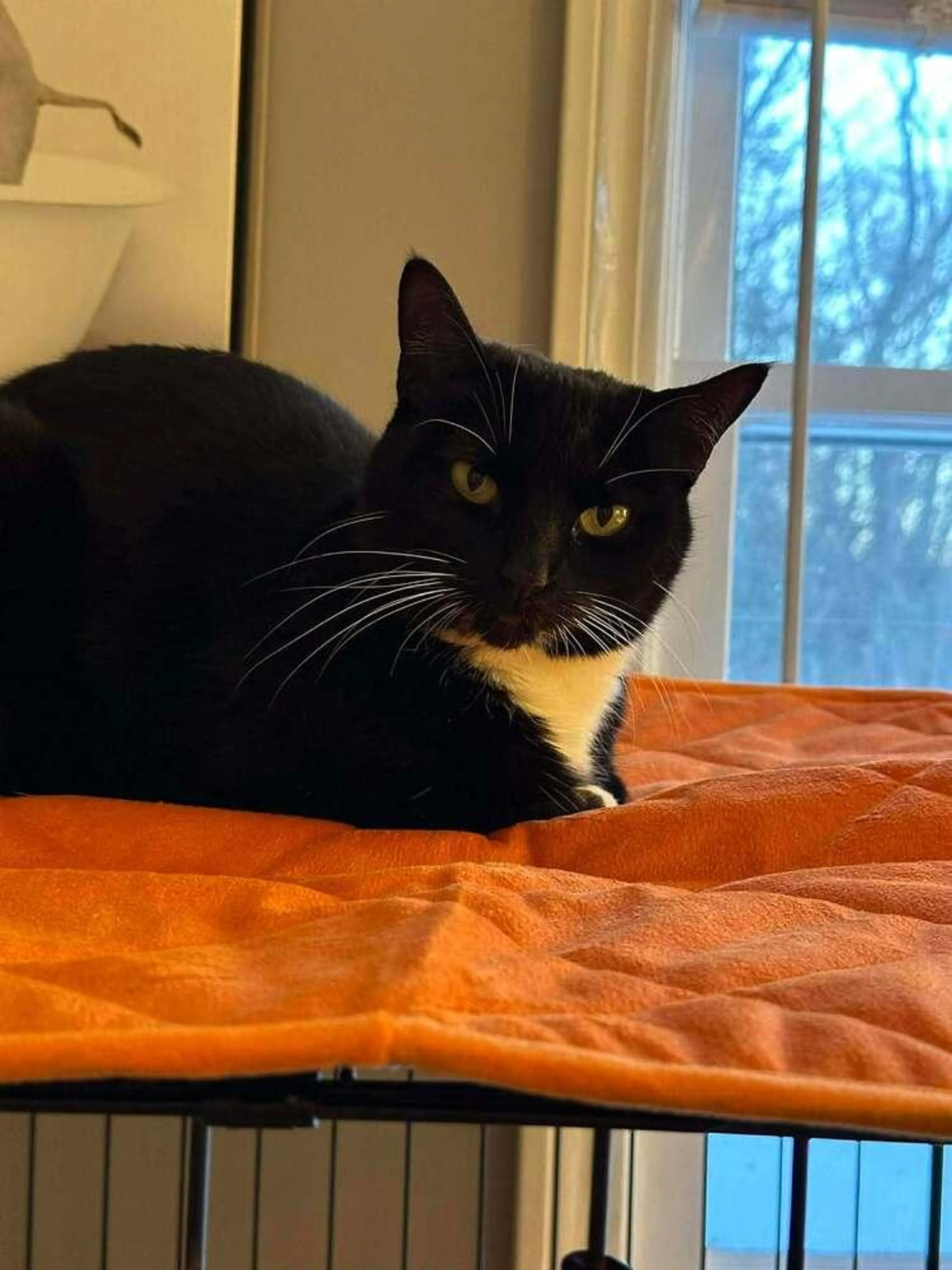 Found pet-1