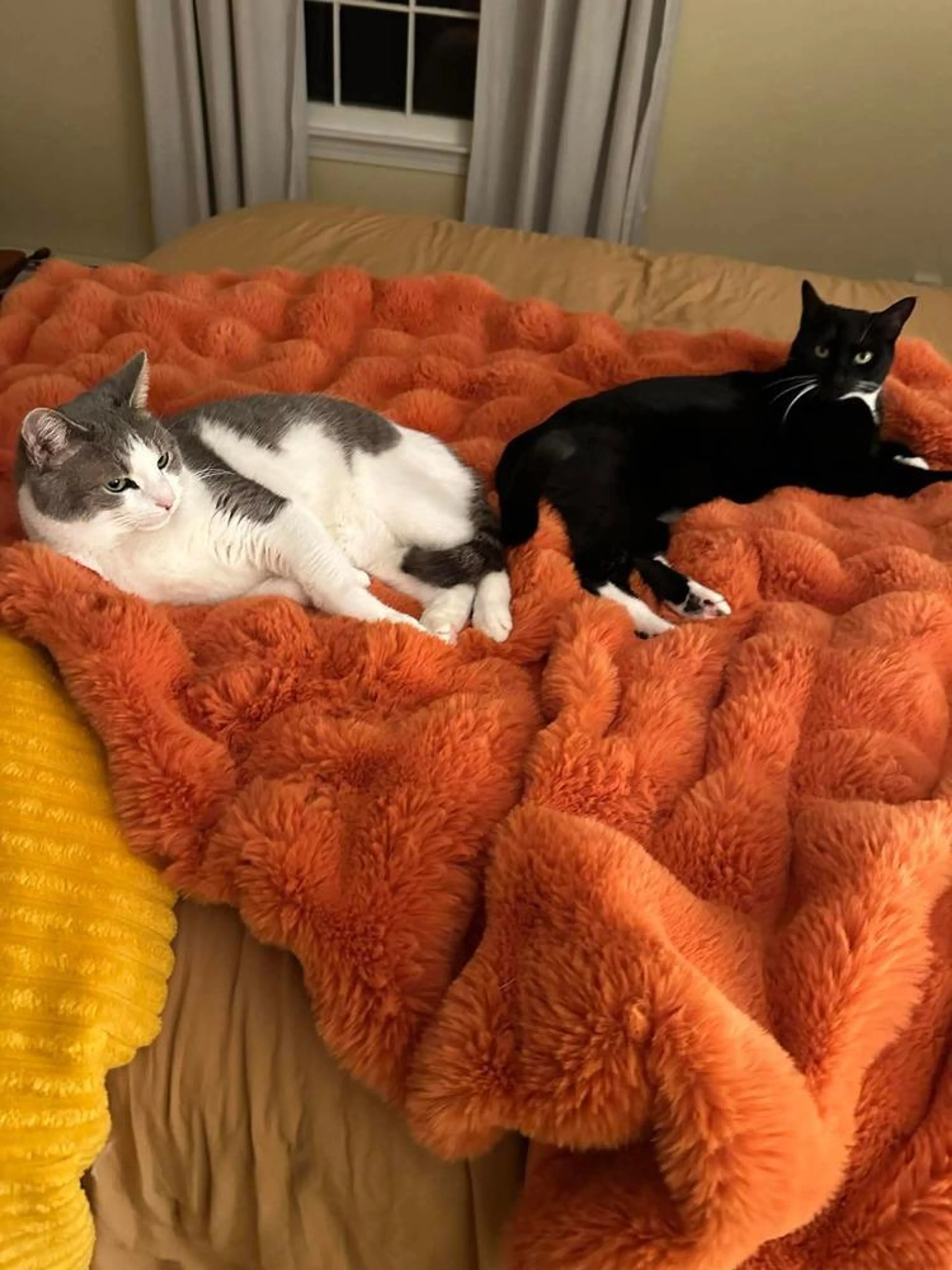 Found pet-2