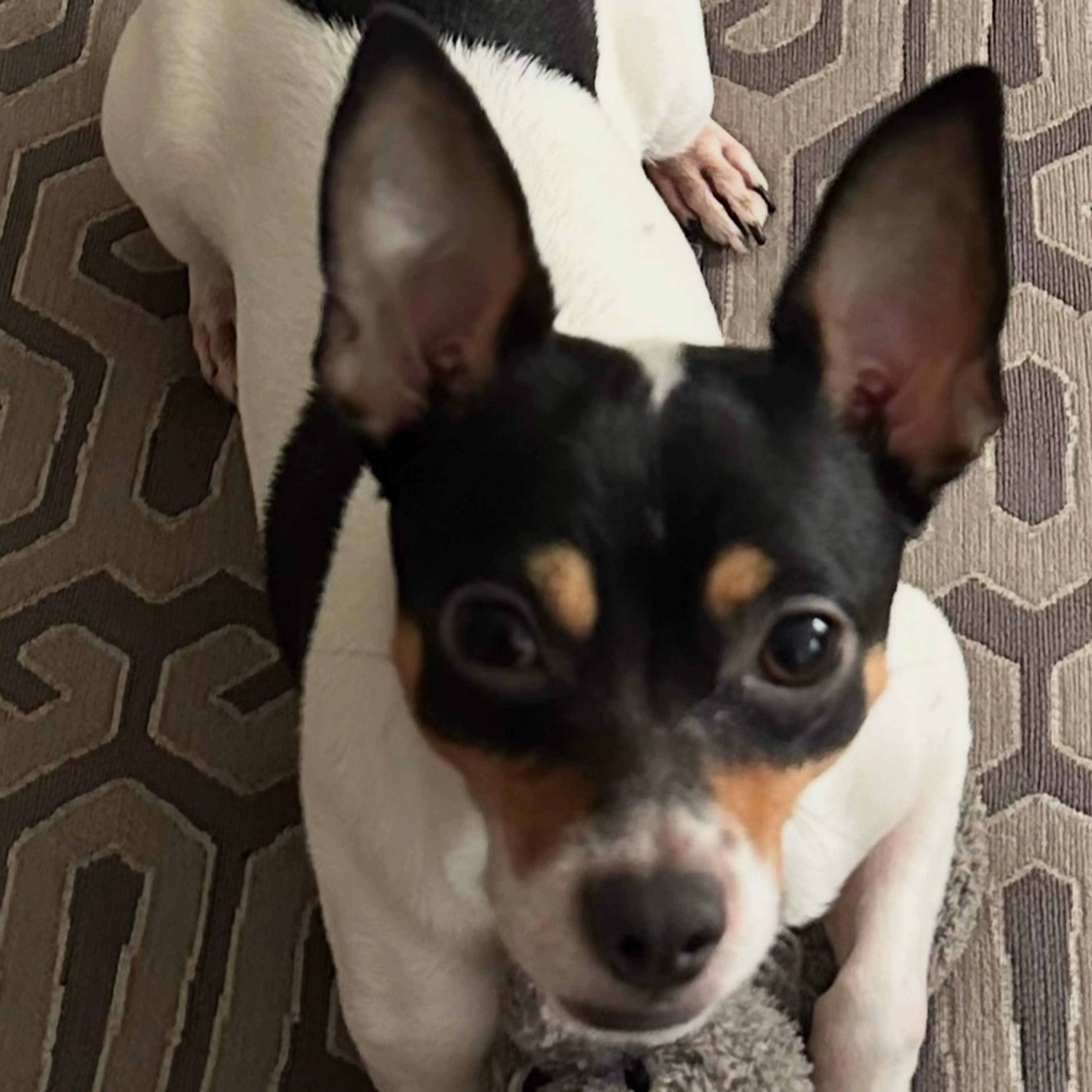 cdn image