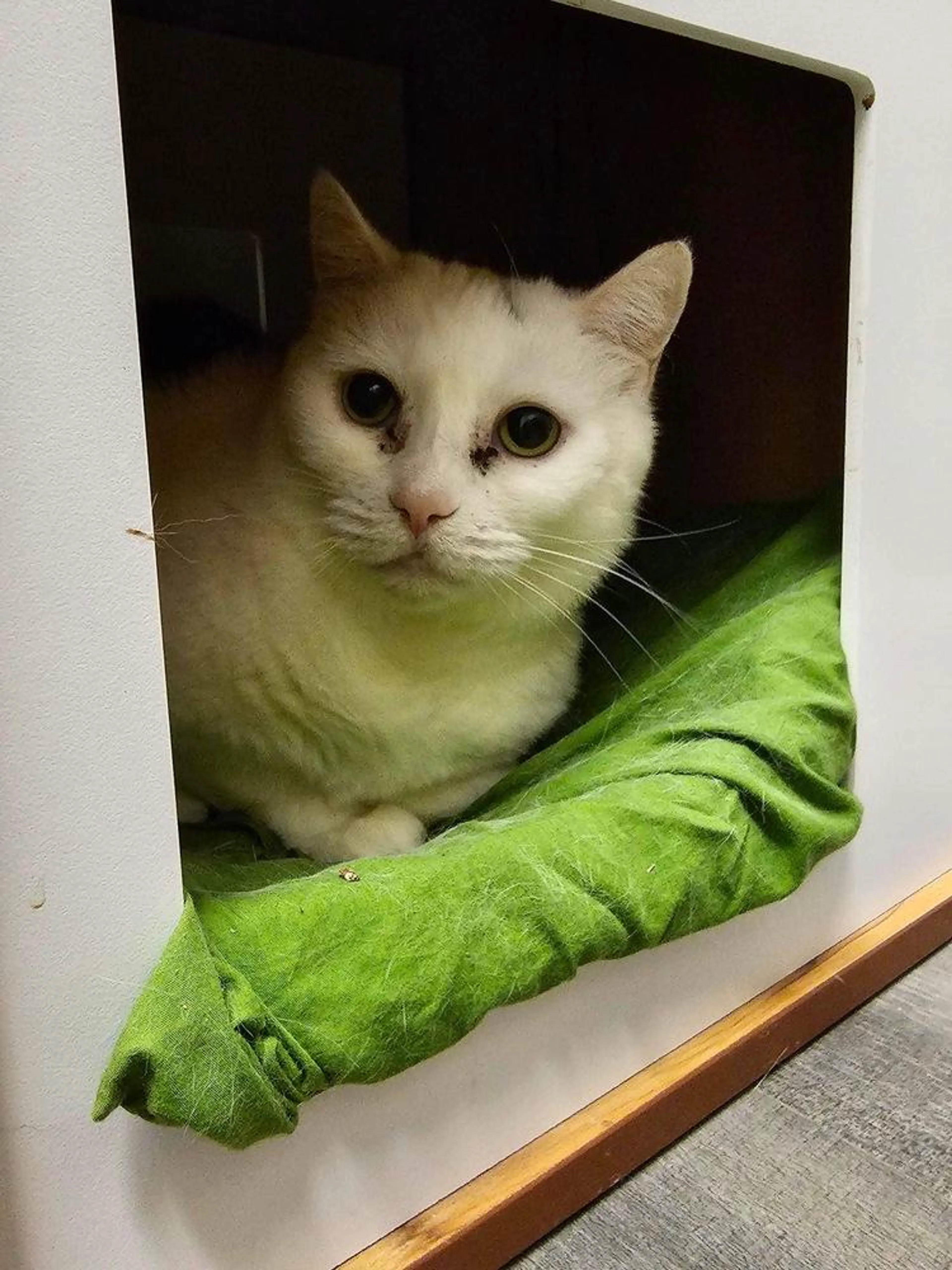 Found pet-3