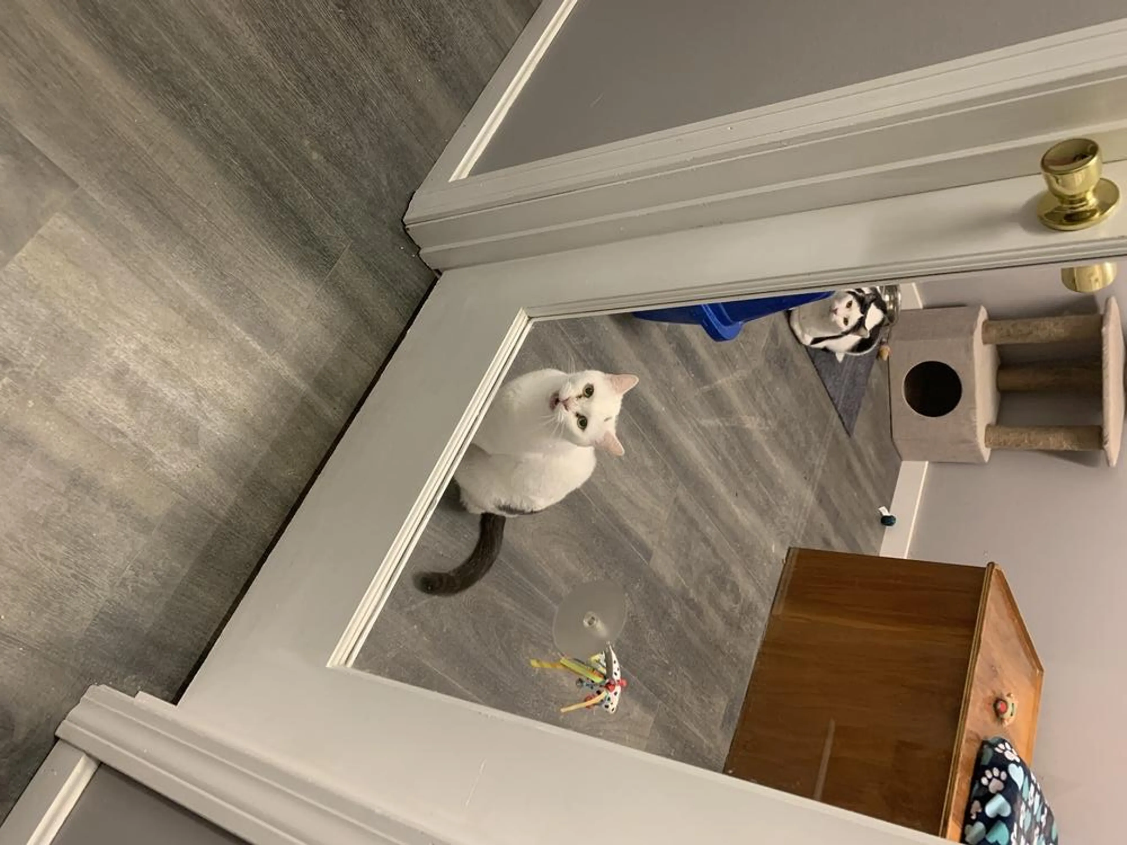 Found pet-0