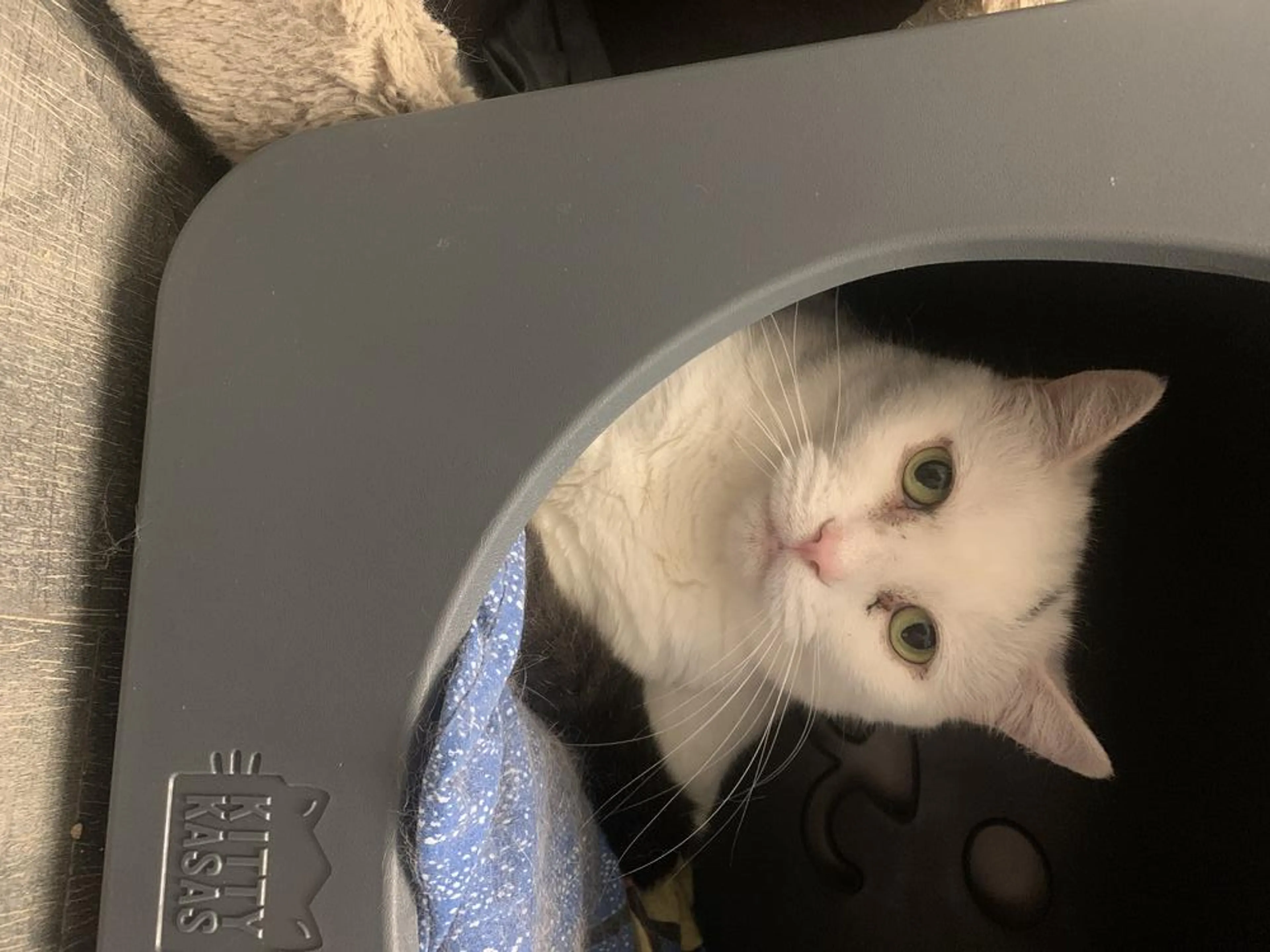 Found pet-4