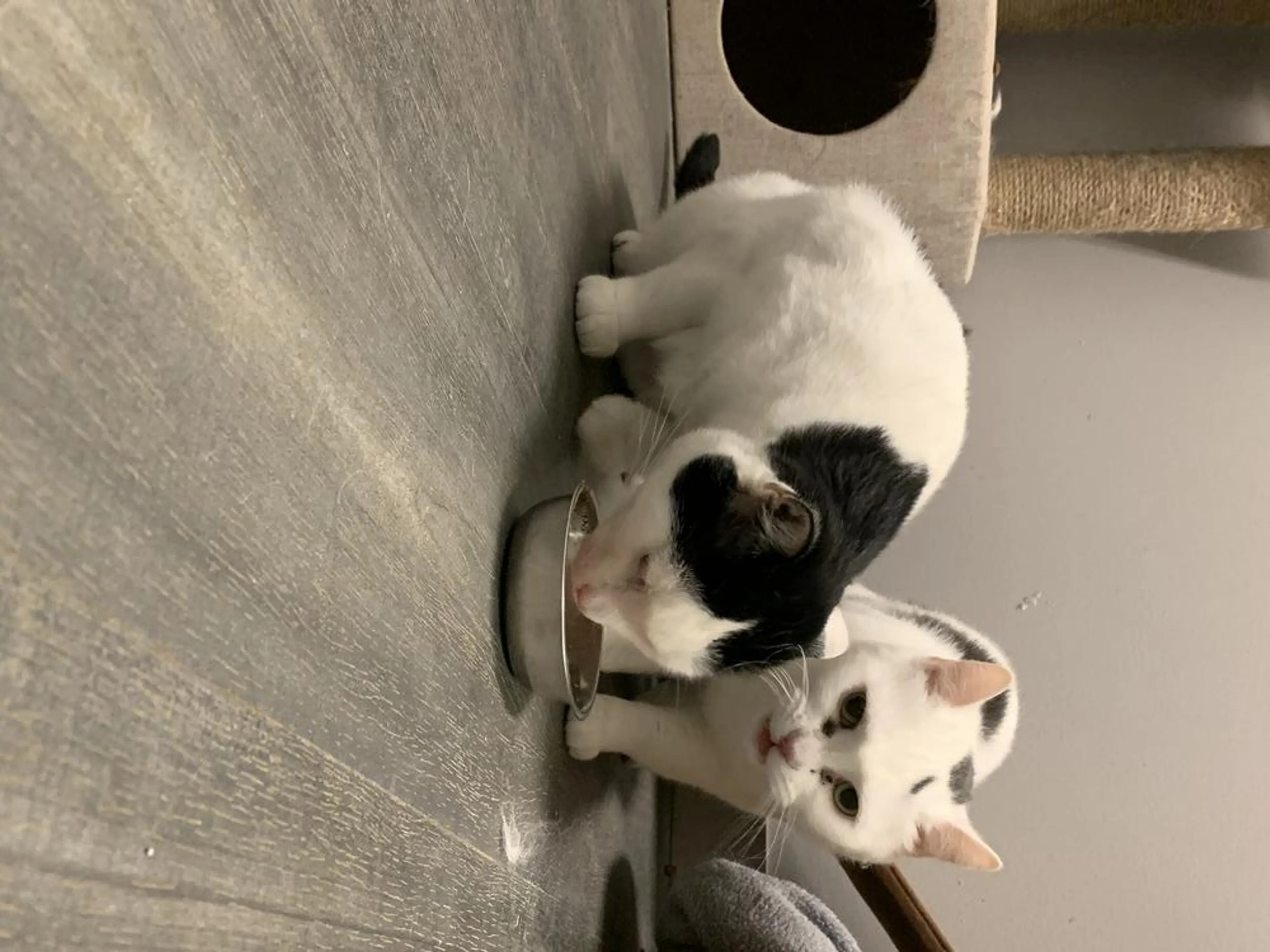 Found pet-5