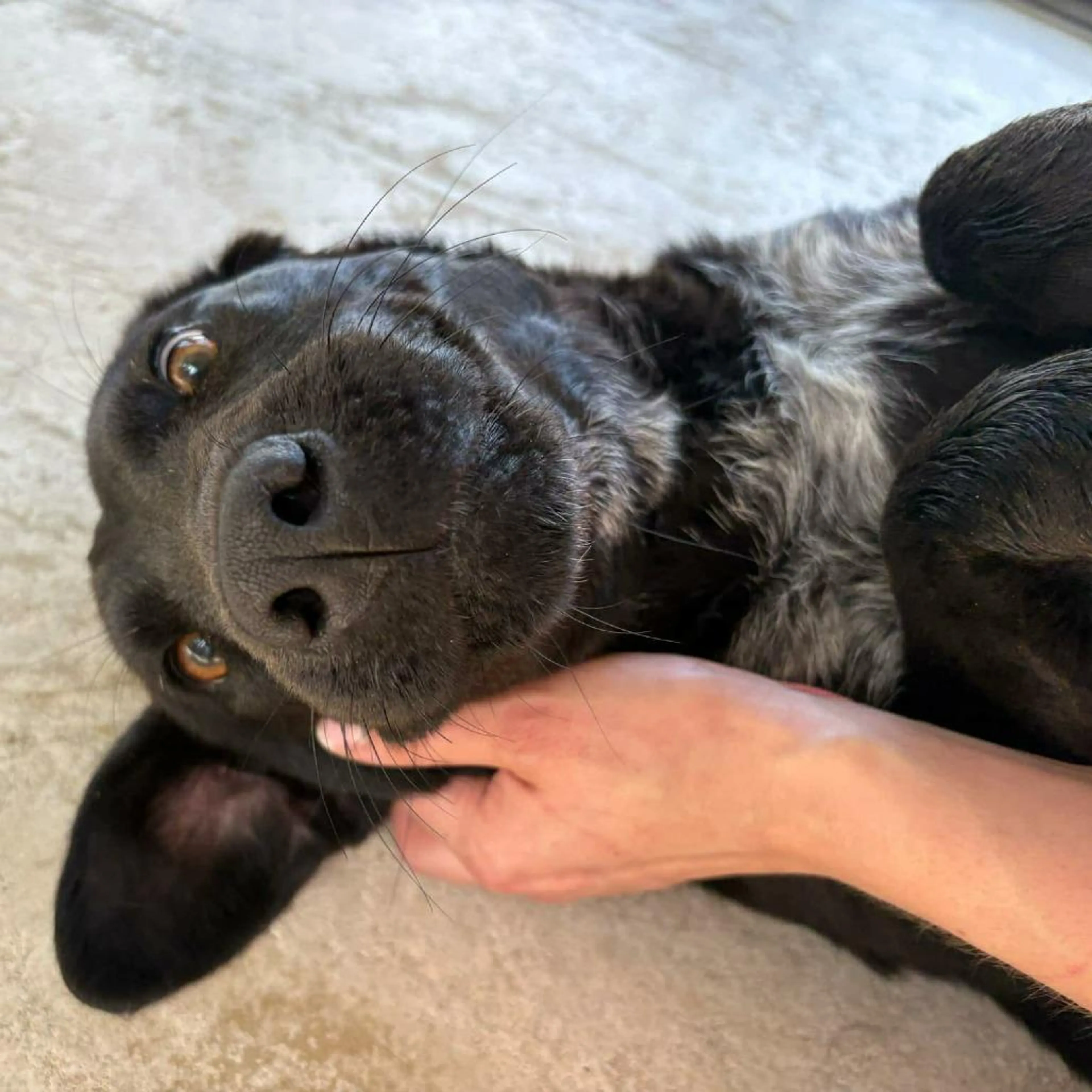 Found pet-3