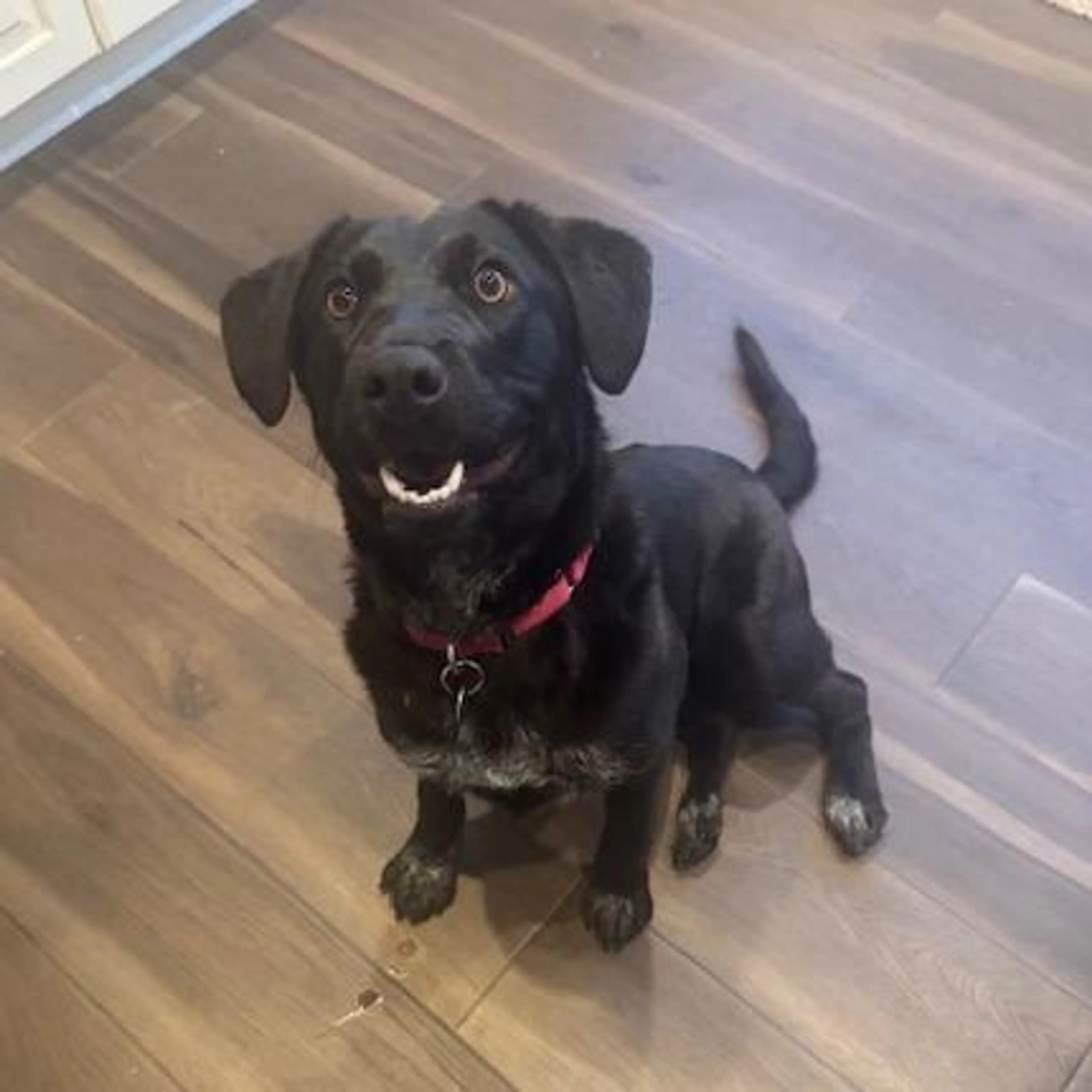 Found pet-1
