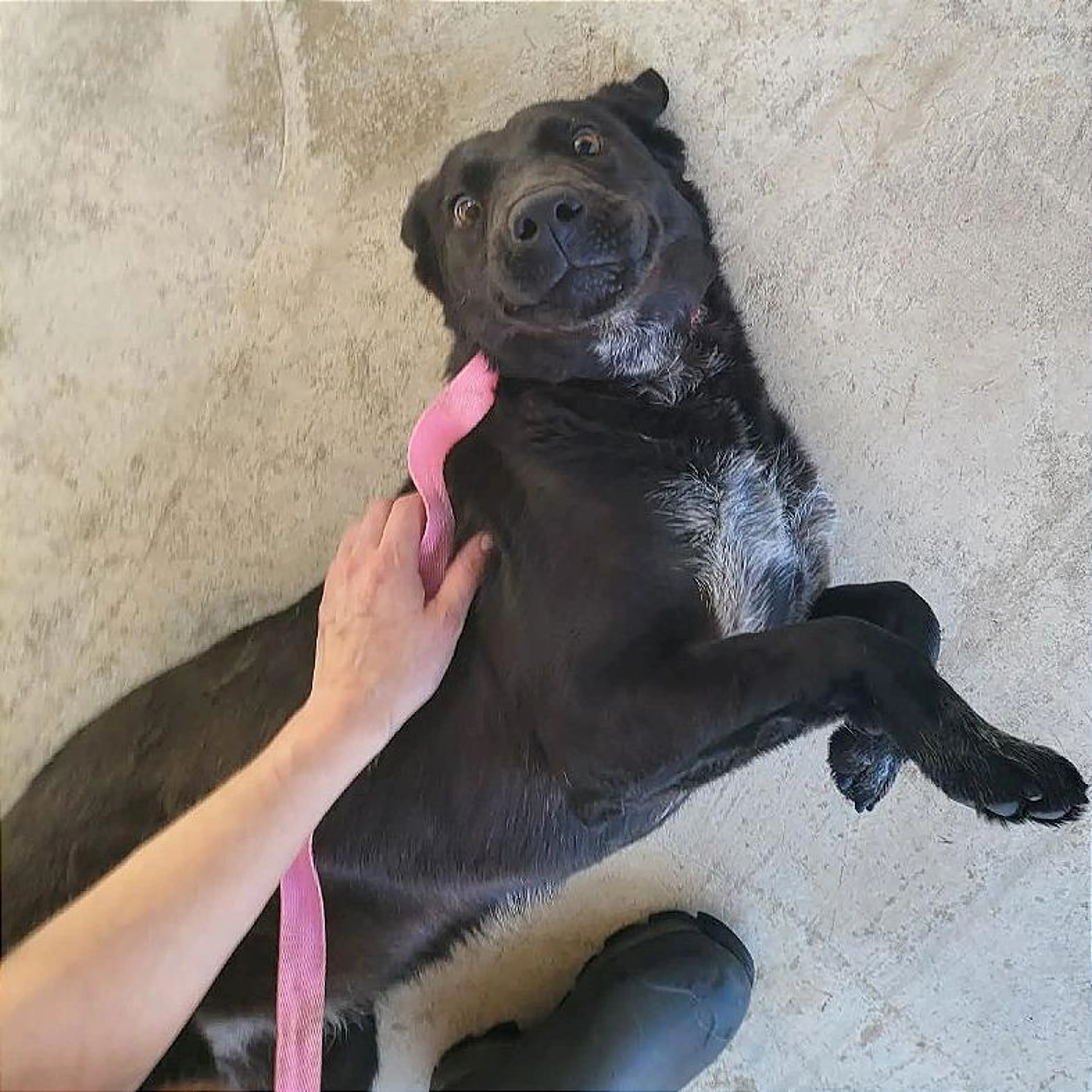Found pet-4