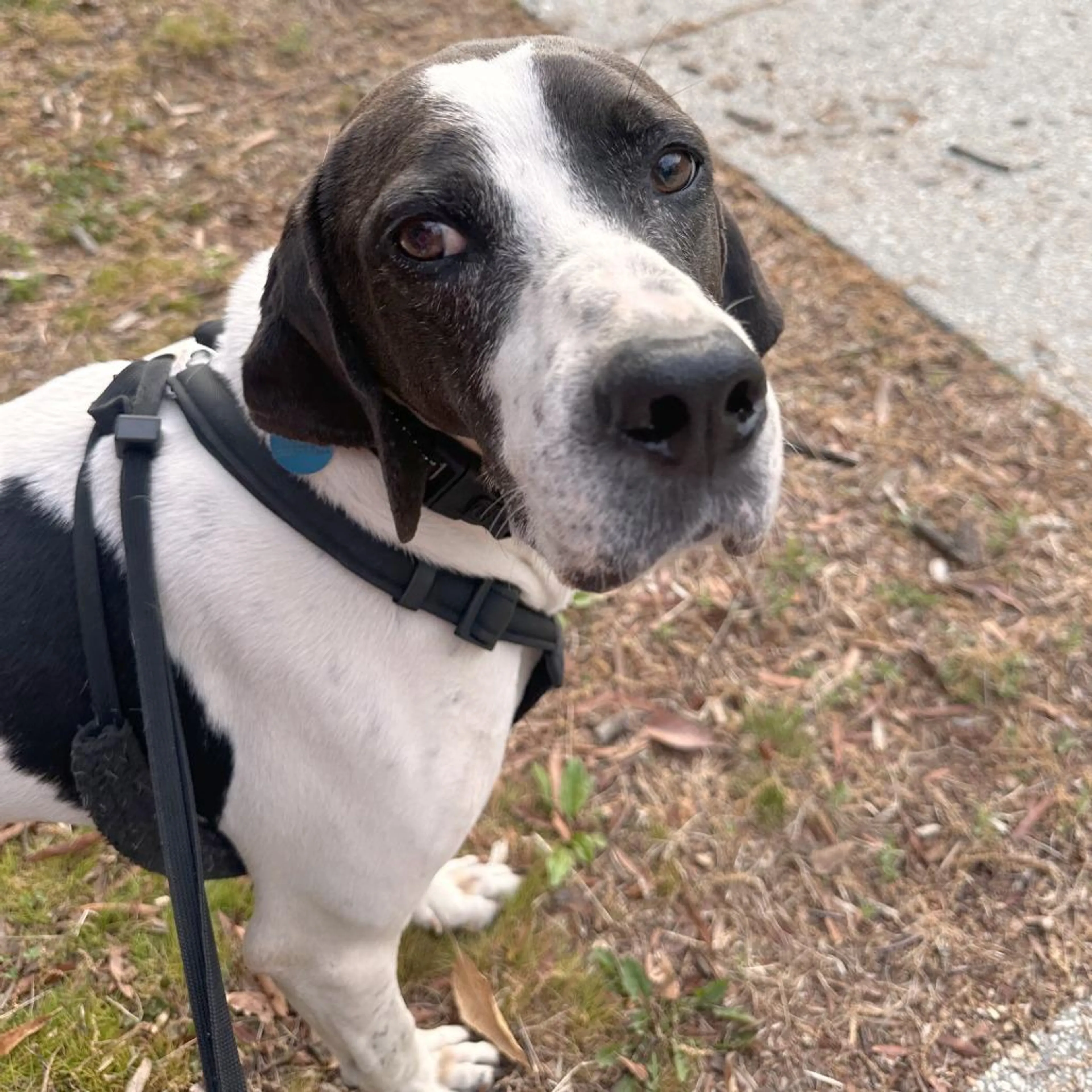 Found pet-4