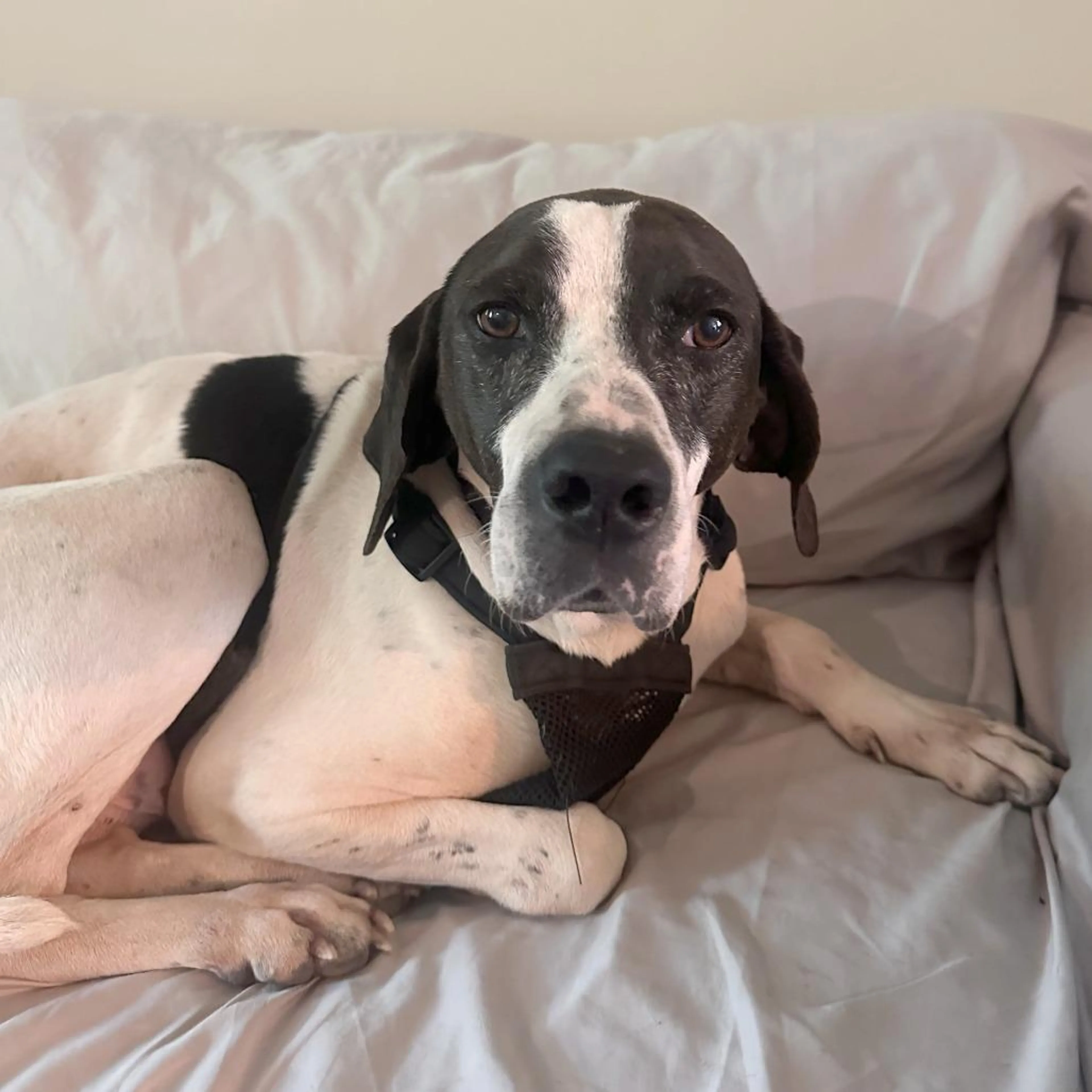 Found pet-3