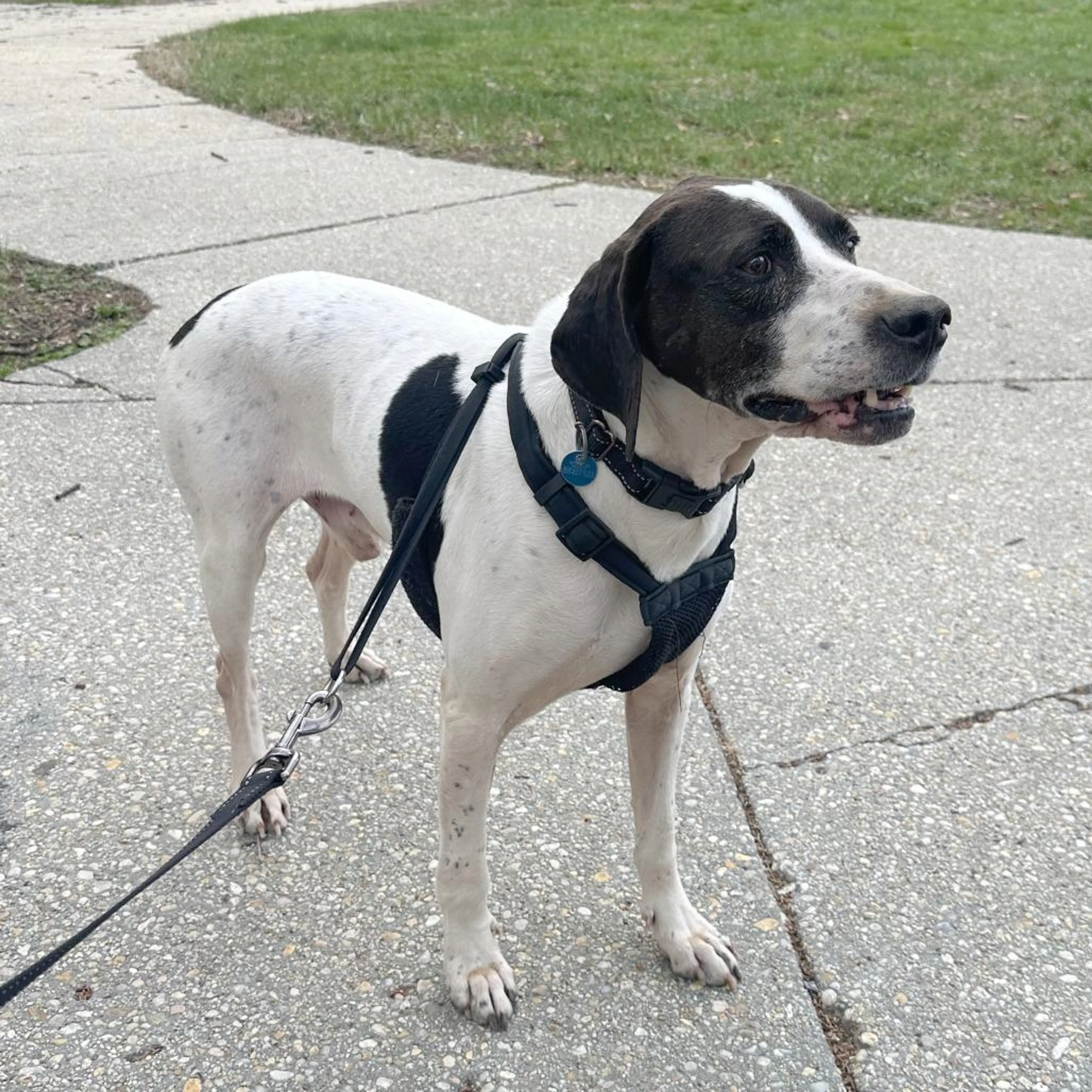 Found pet-1