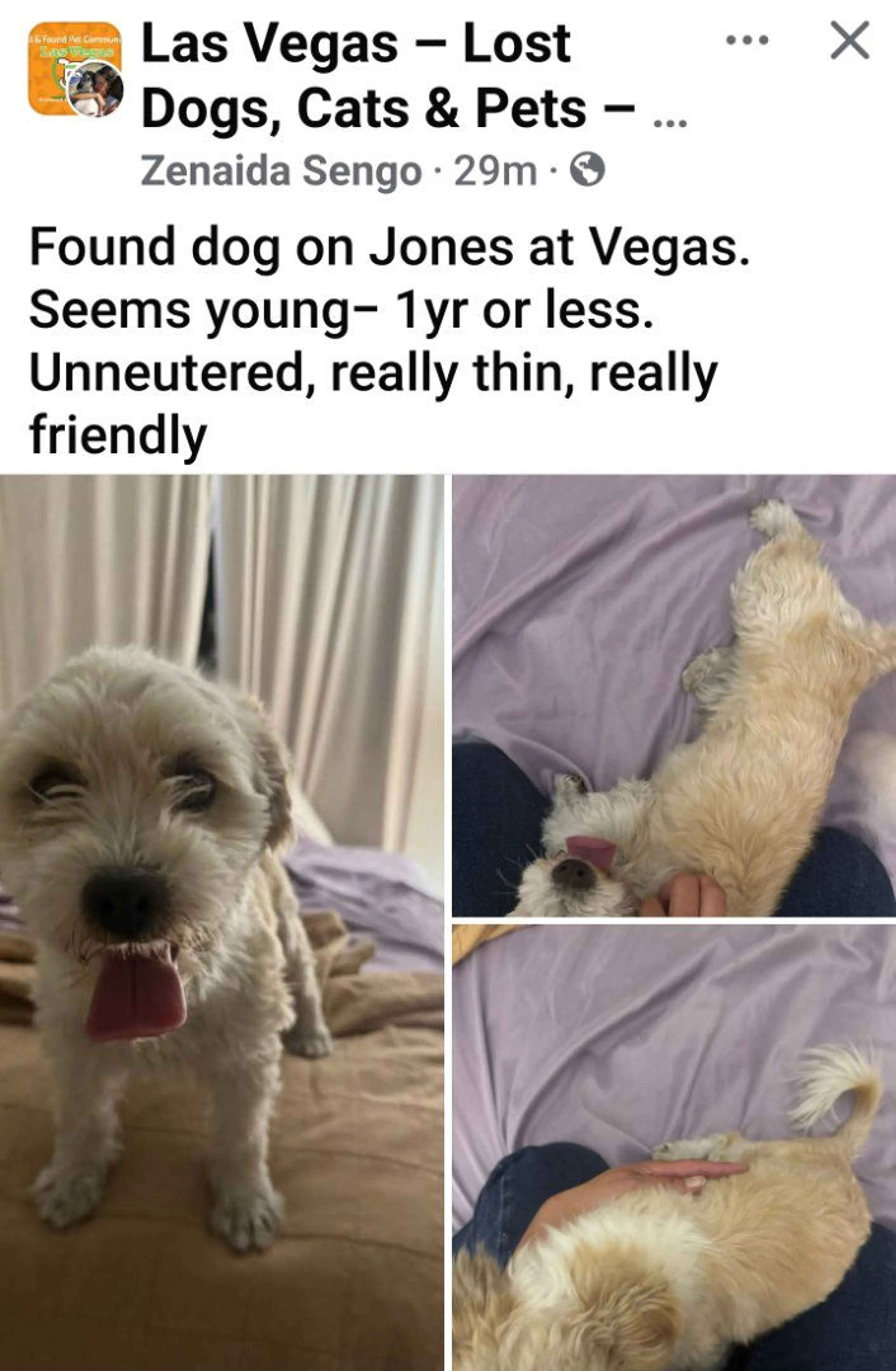 Lost pet