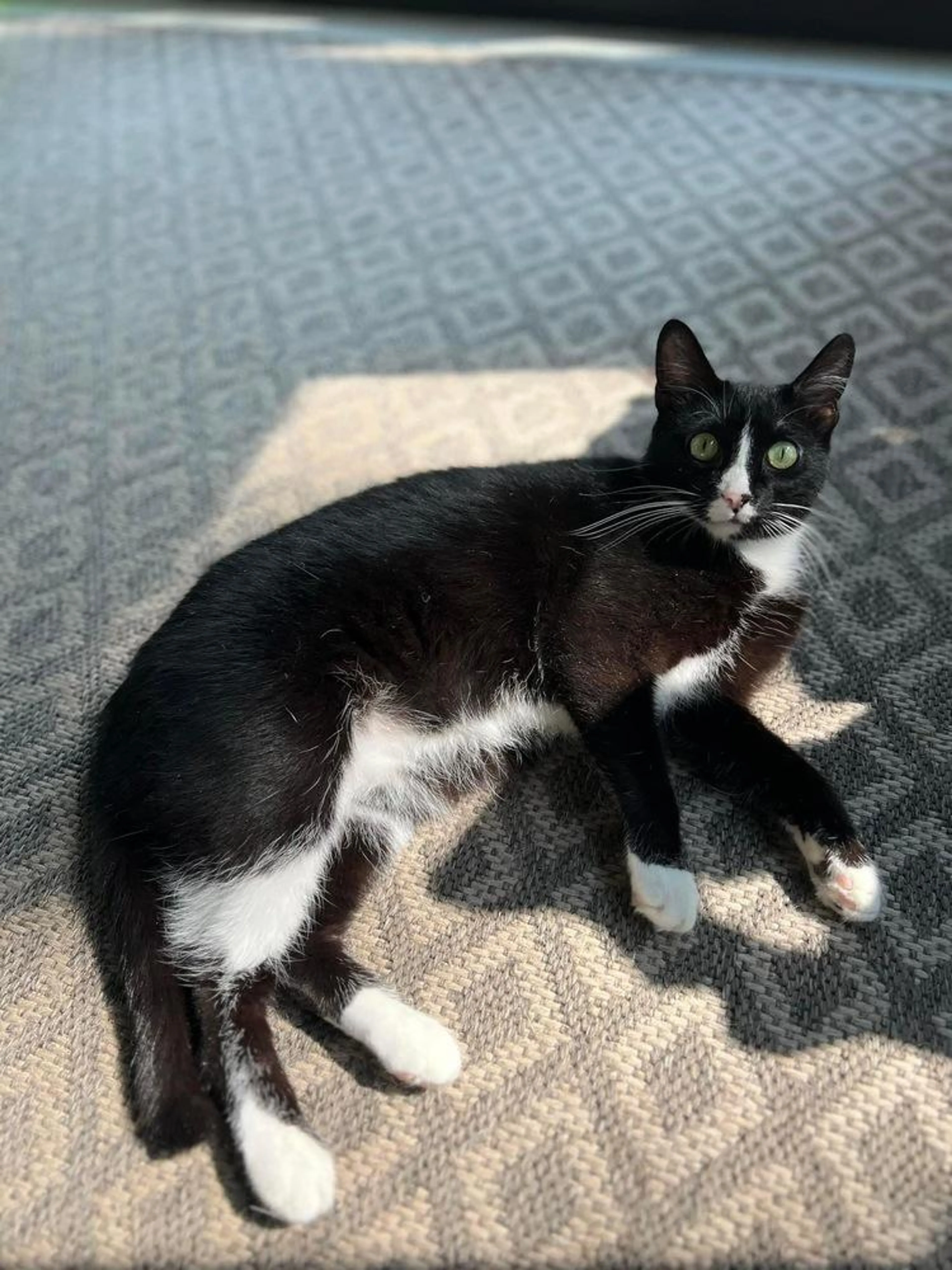 Found pet-0