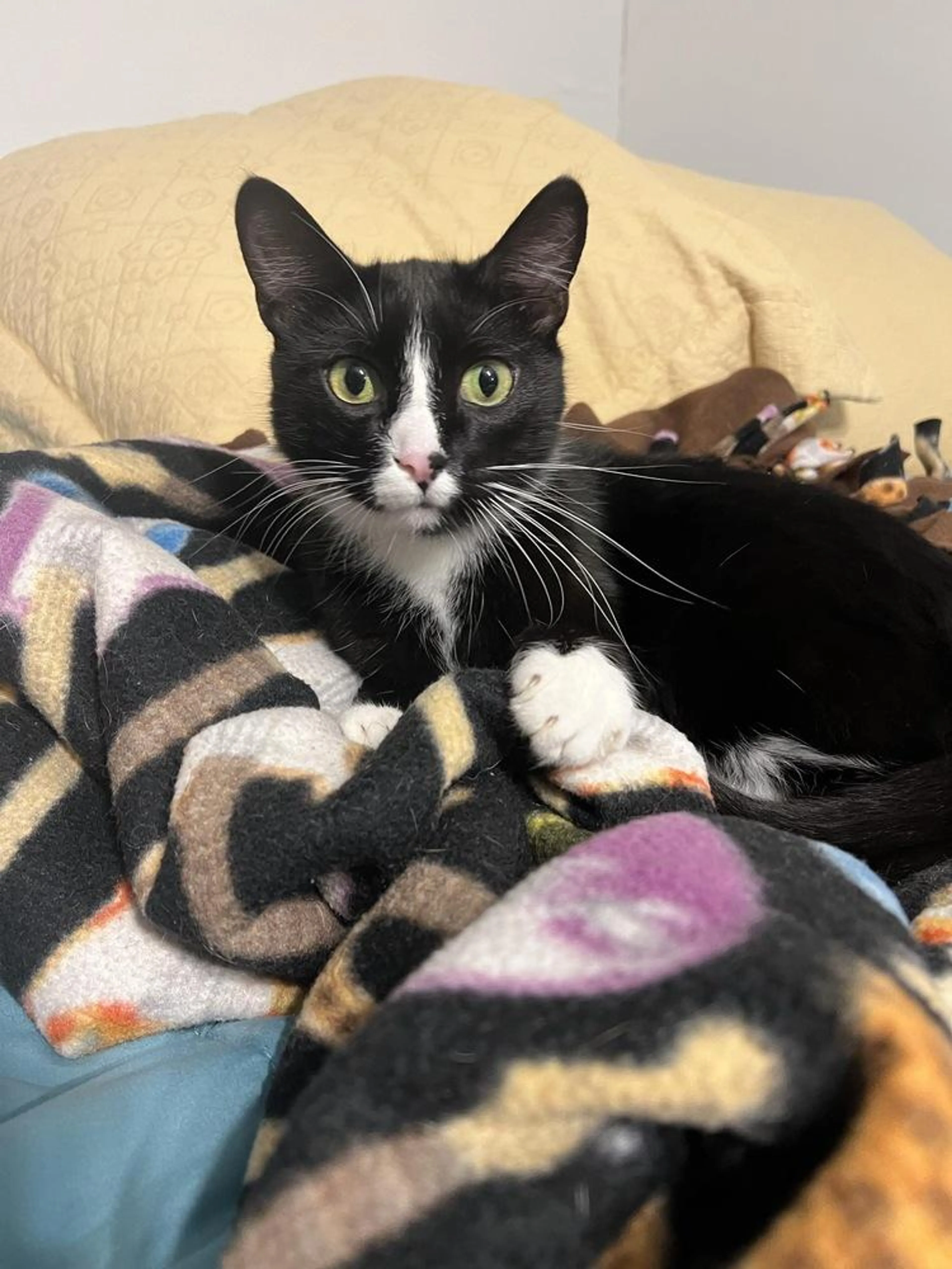 Found pet-1