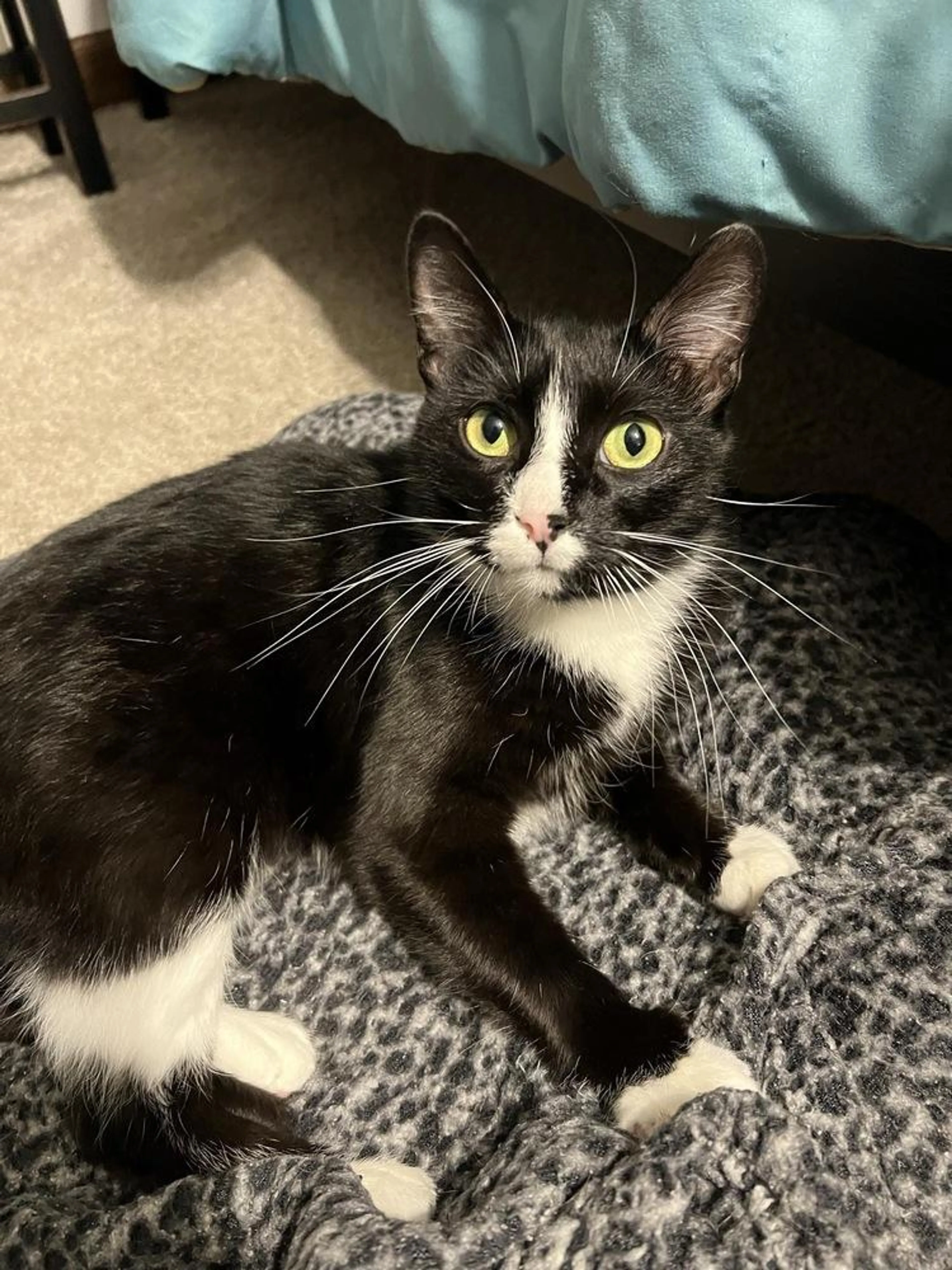 Found pet-3