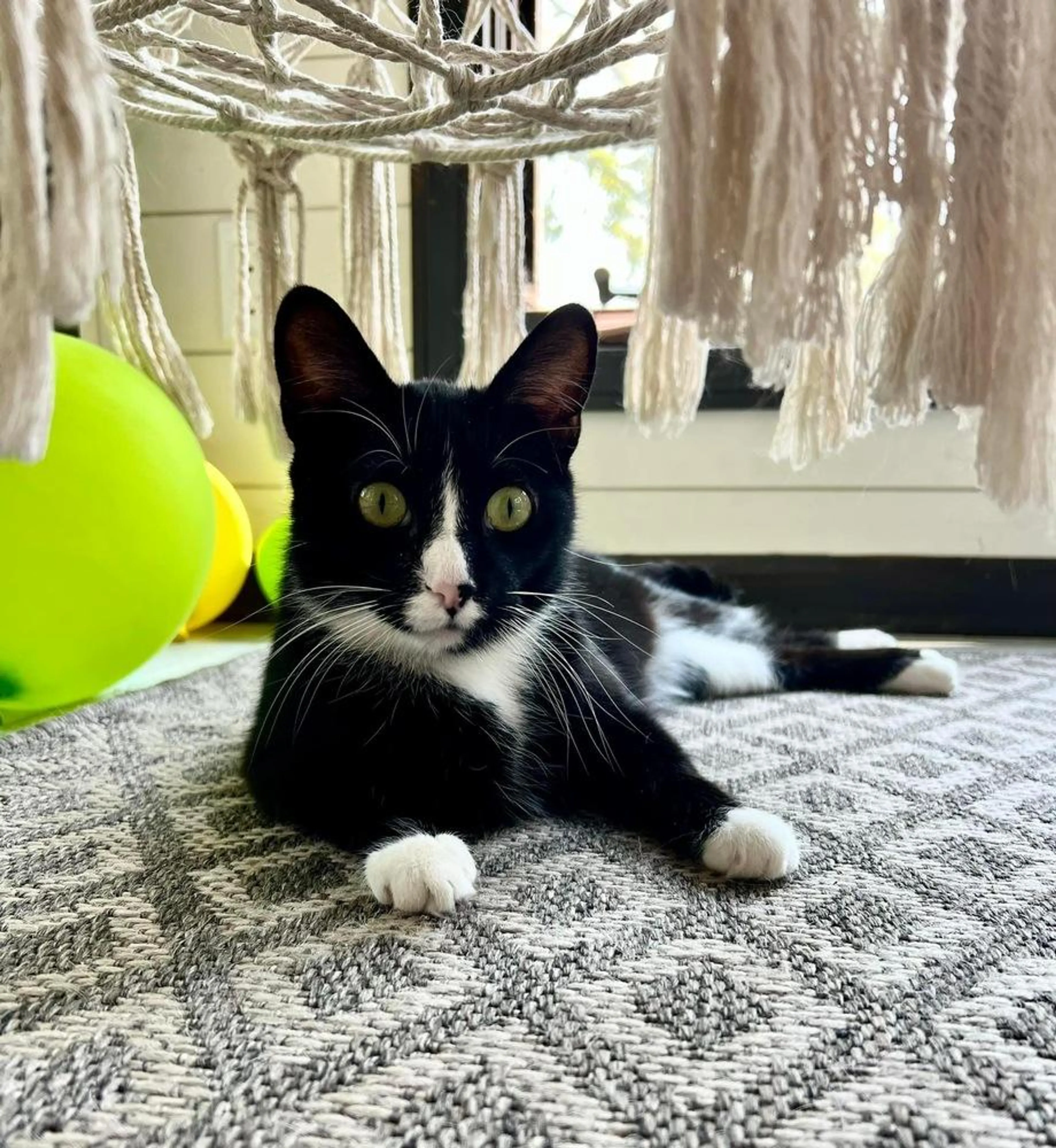 Found pet-5