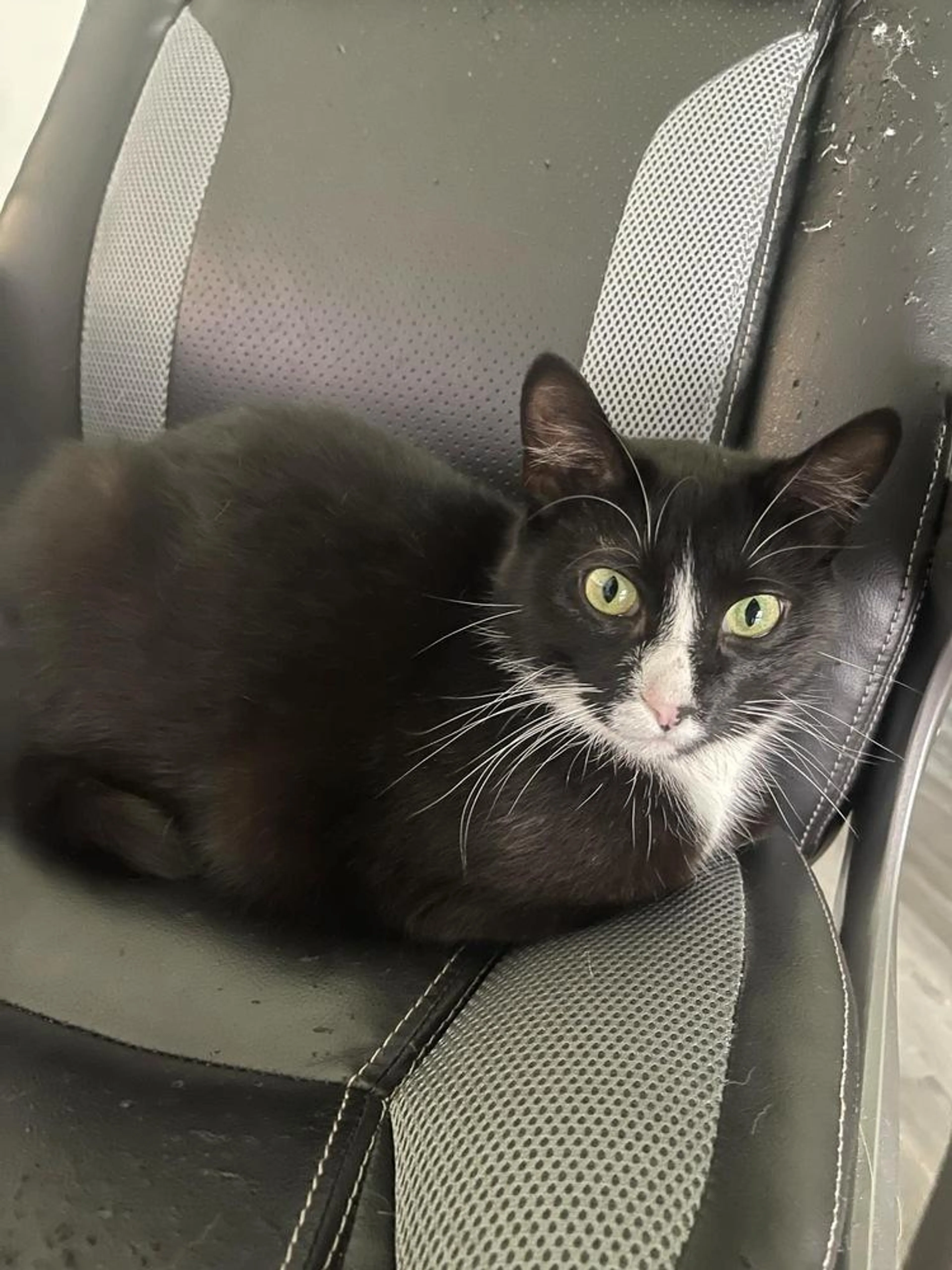 Found pet-2