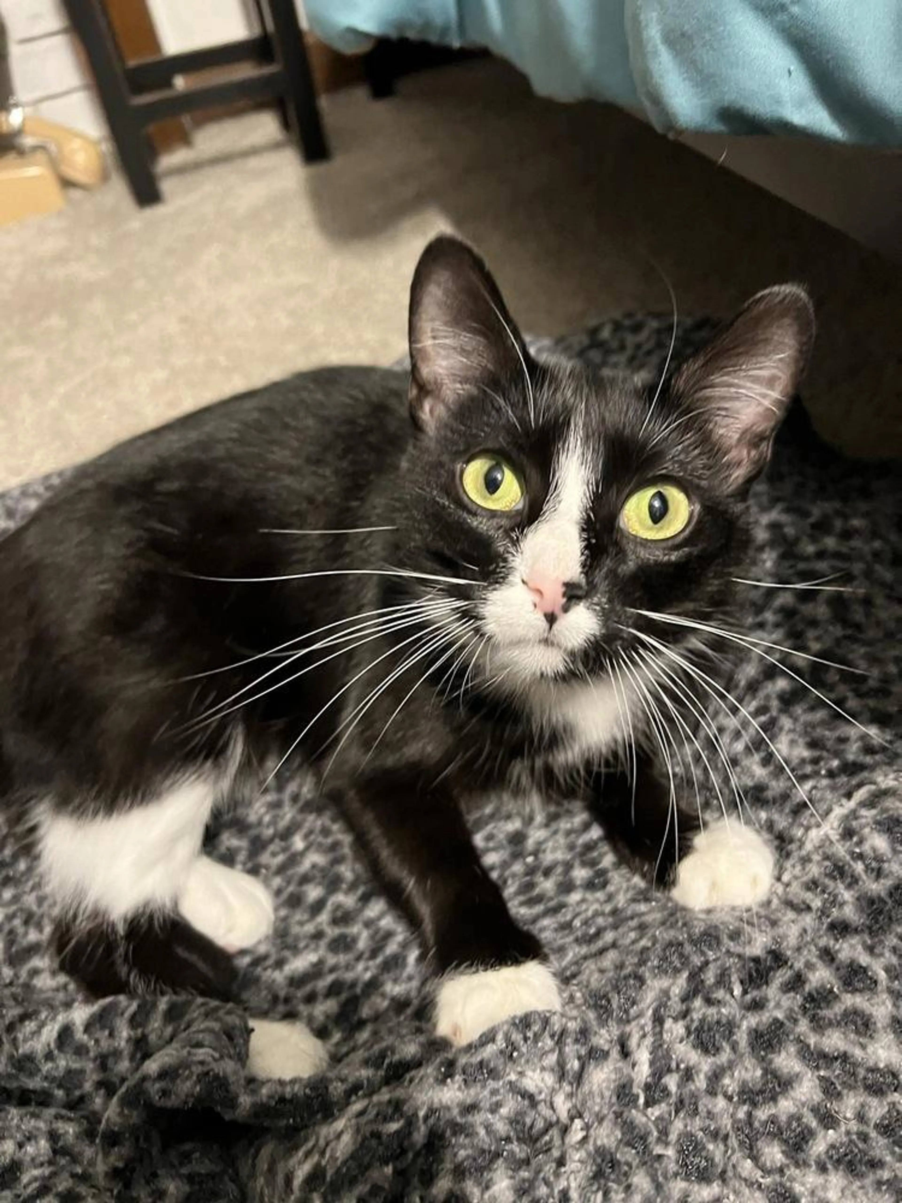Found pet-4