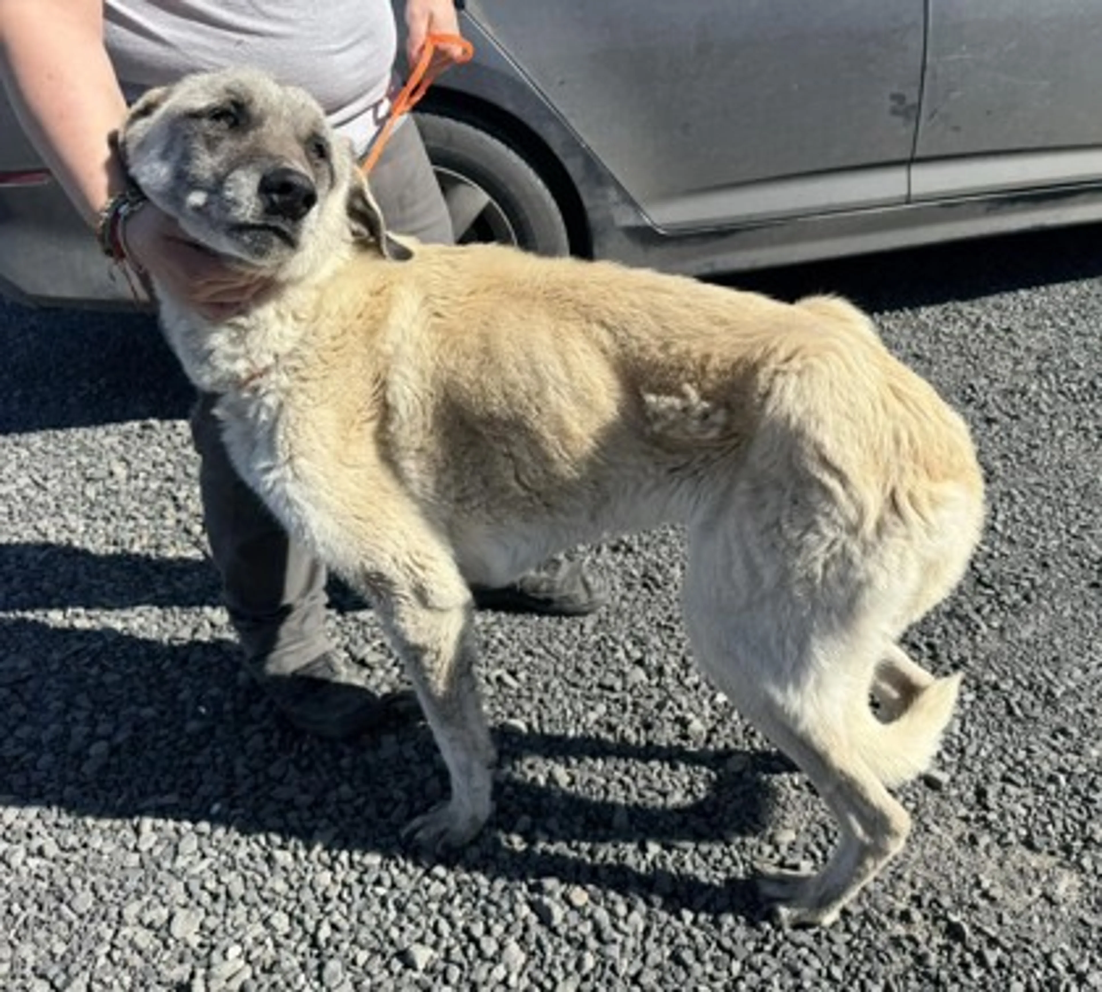 Found pet