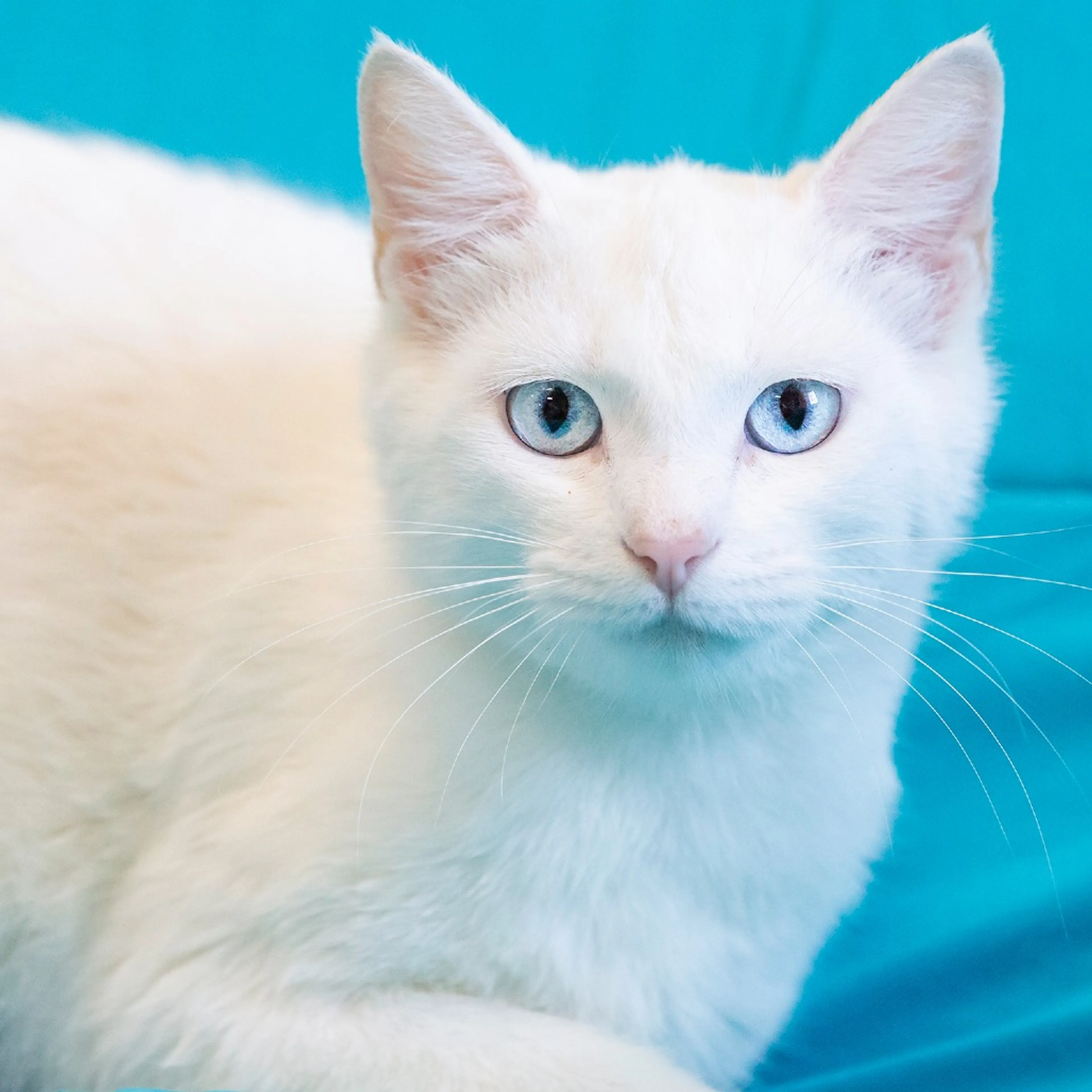 Found pet-1