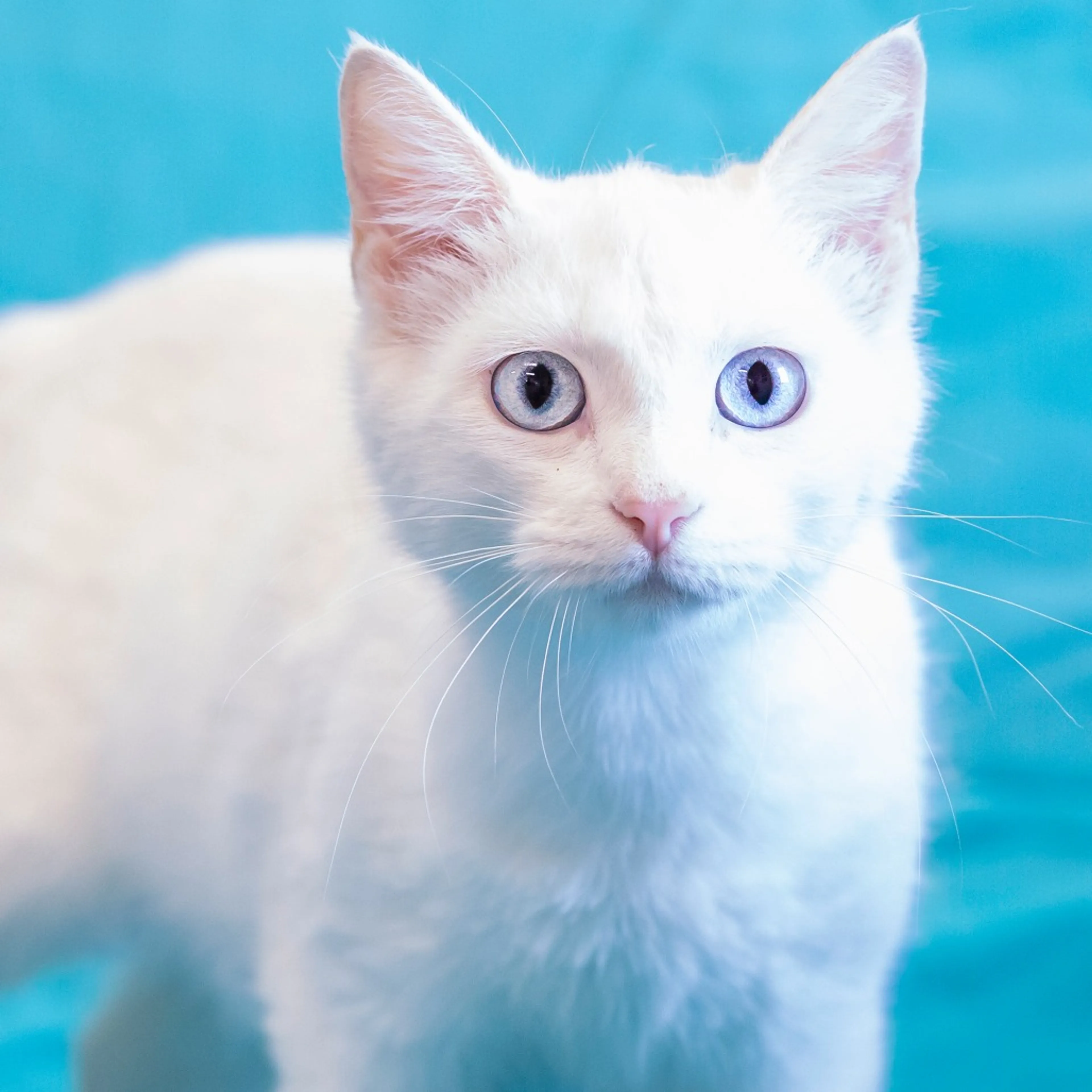 Found pet-0