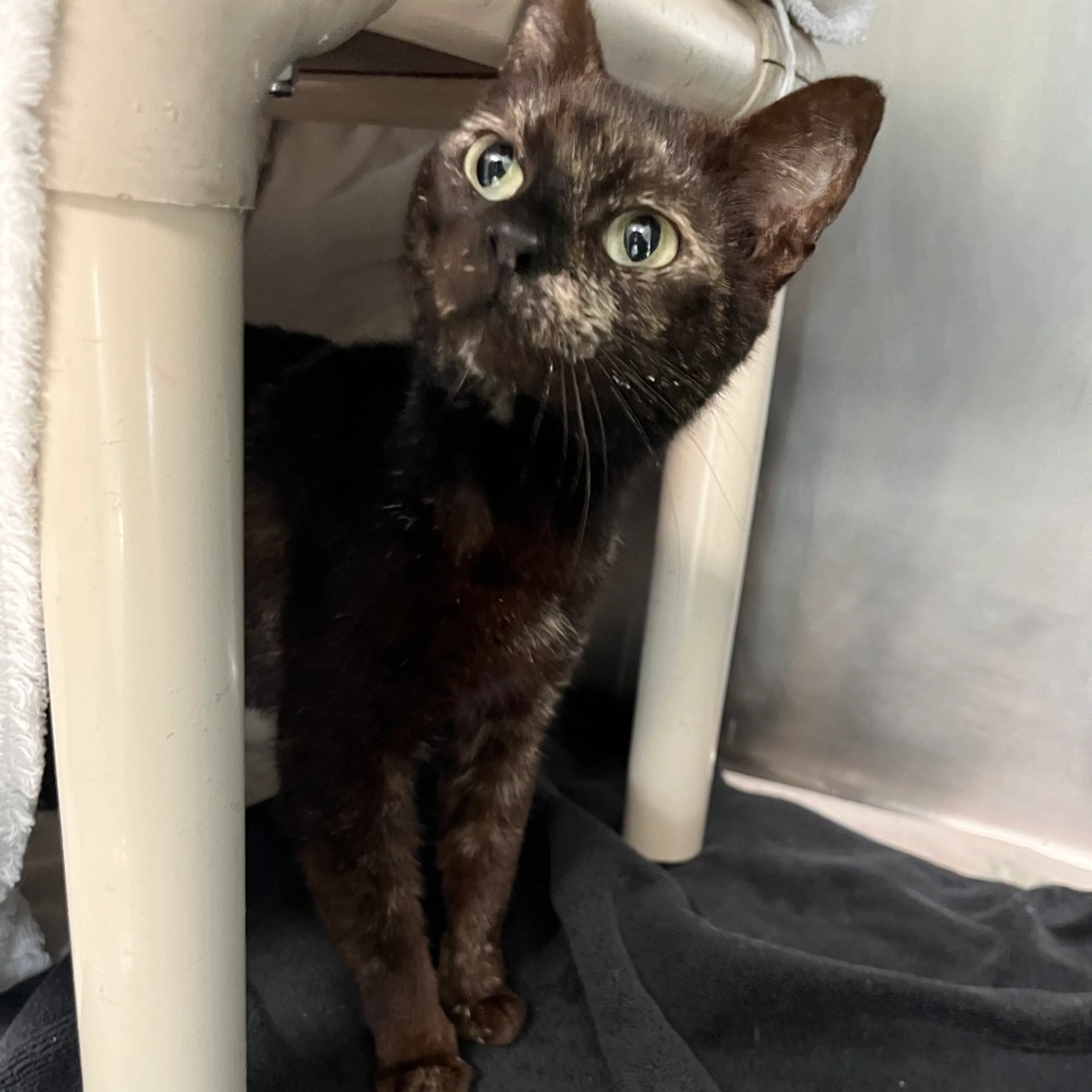 Found pet-1