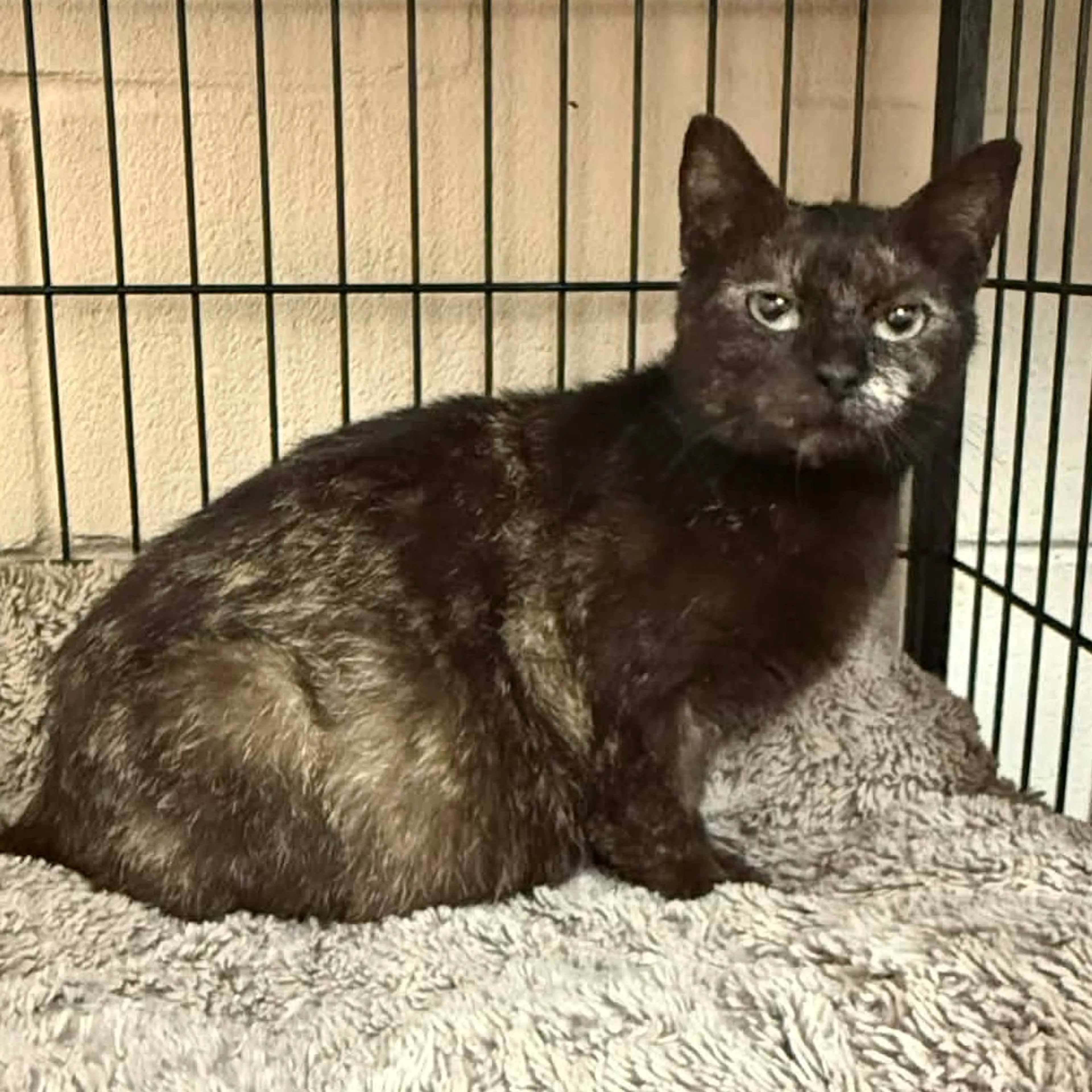 Found pet-0