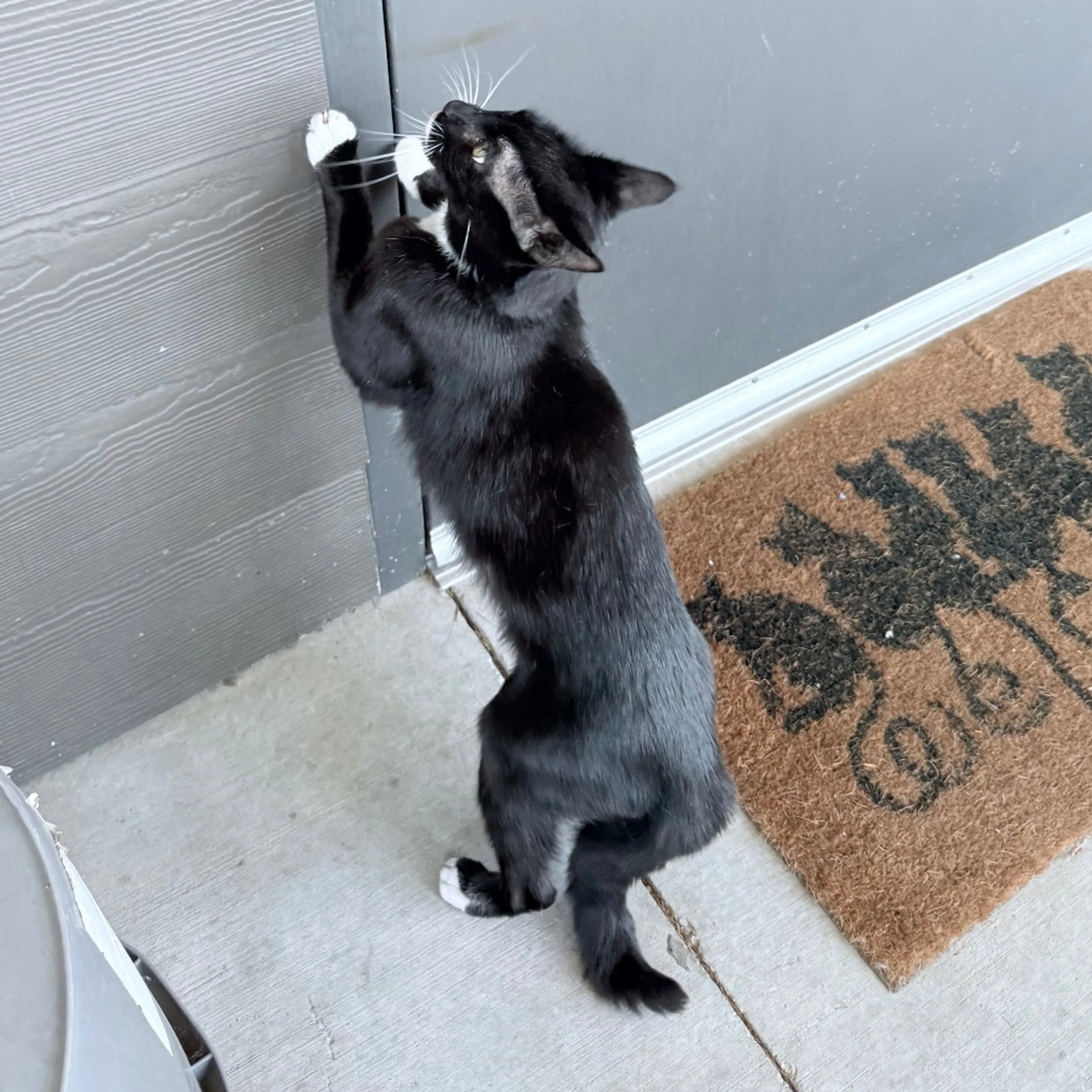 Found pet-11