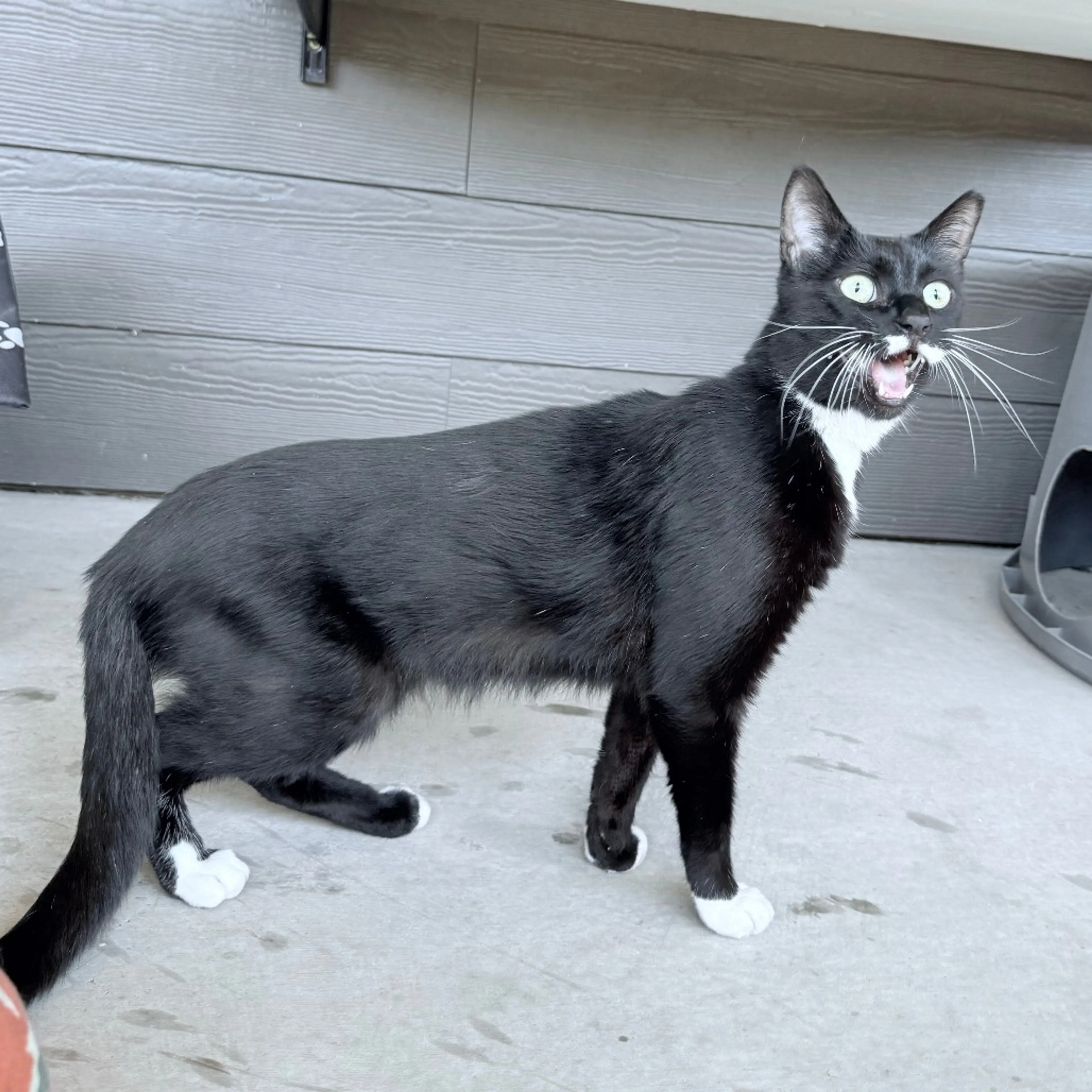 Found pet-10