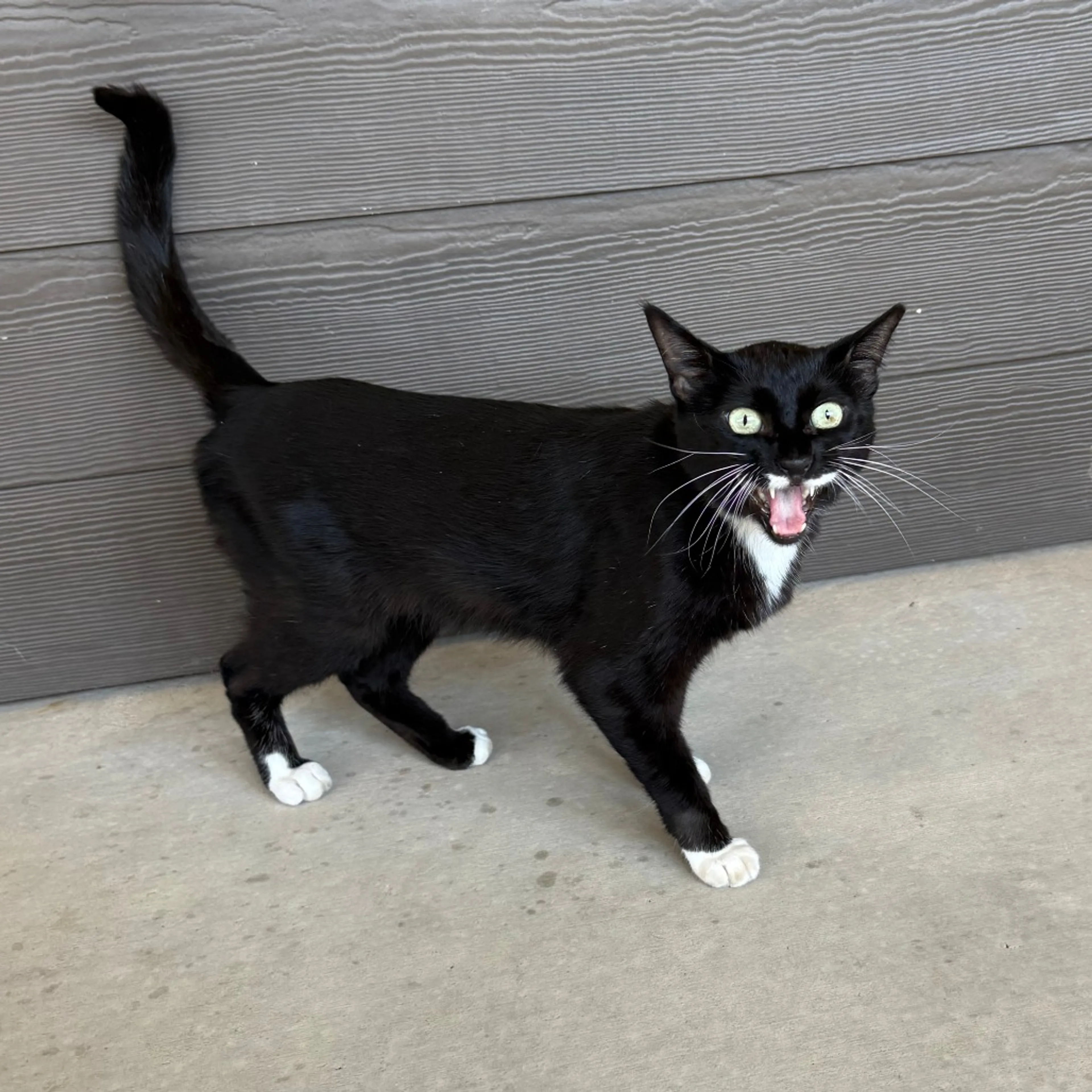 Found pet-7