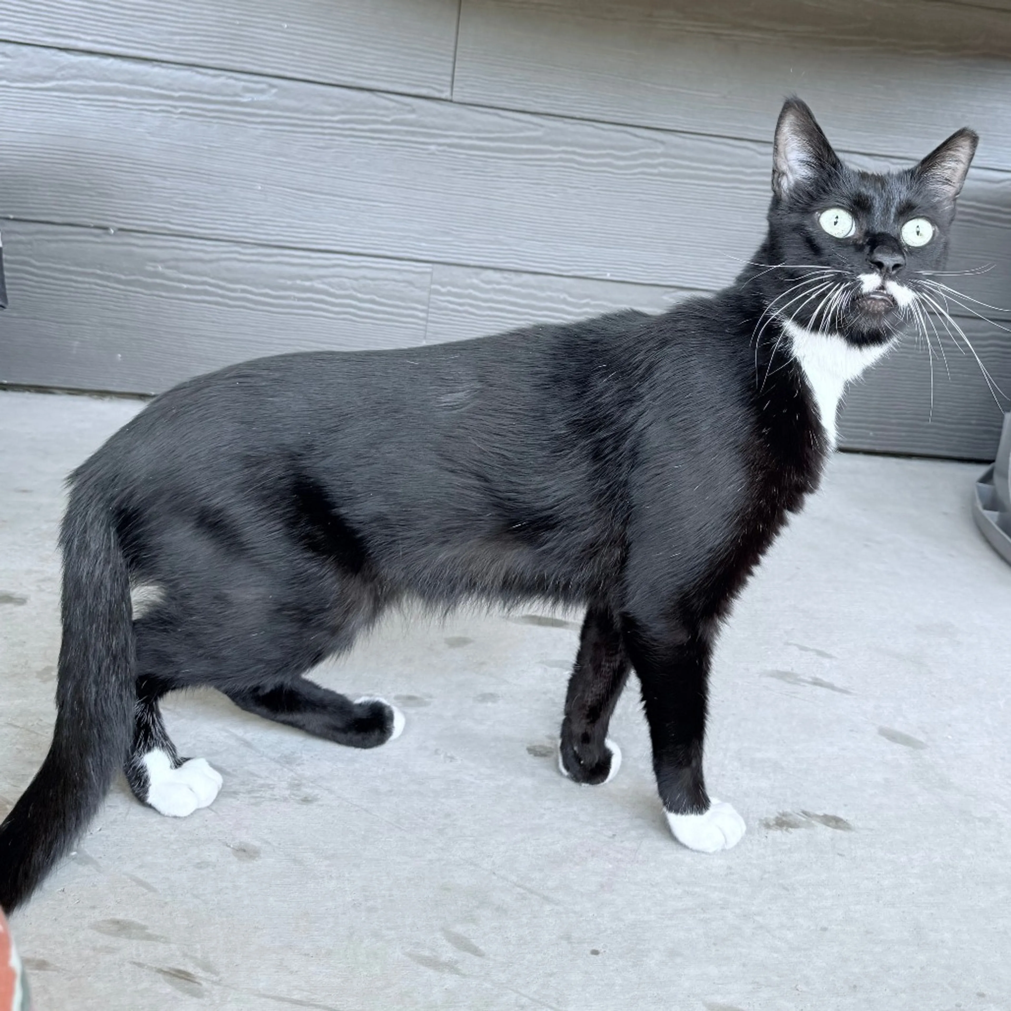 Found pet-8