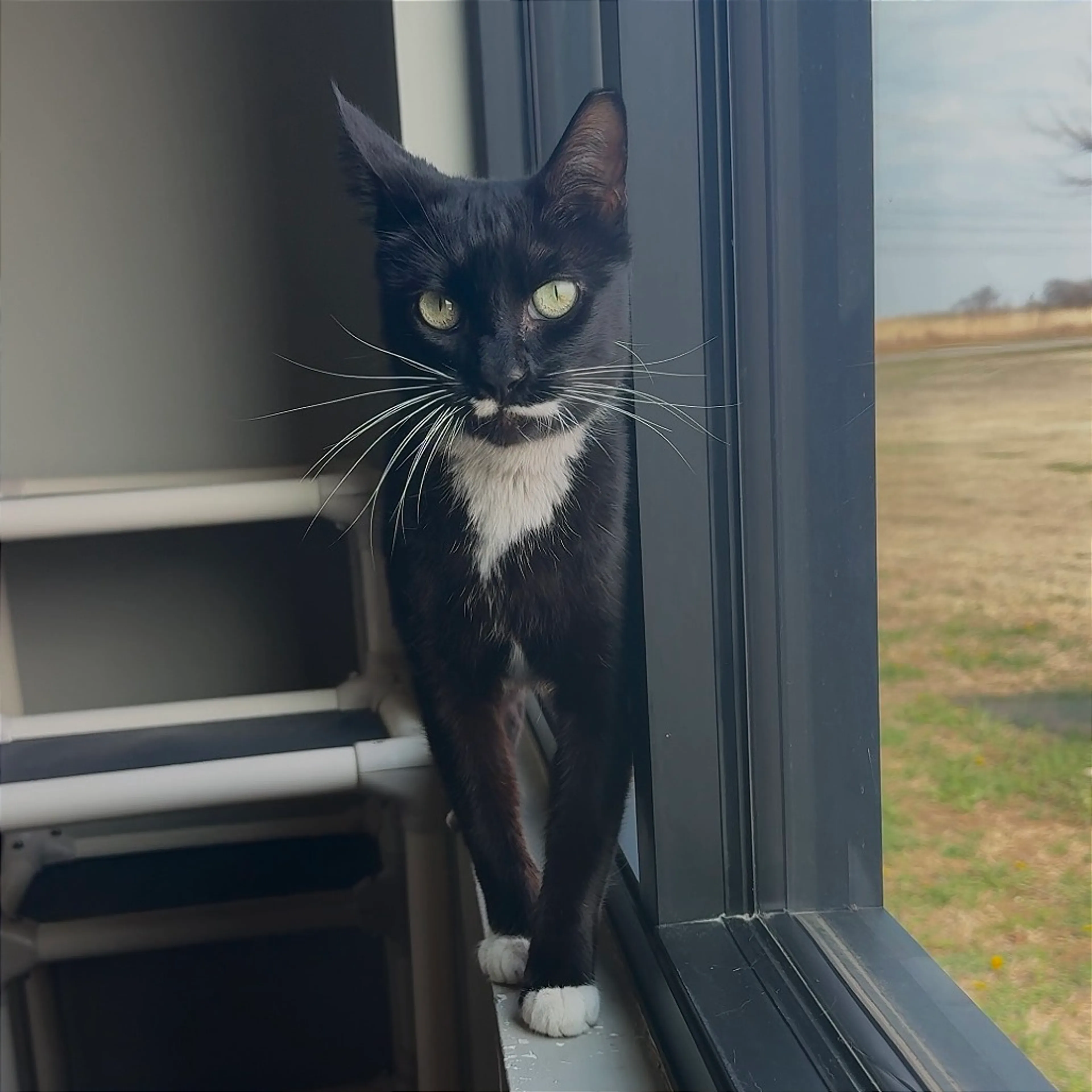 Found pet-6