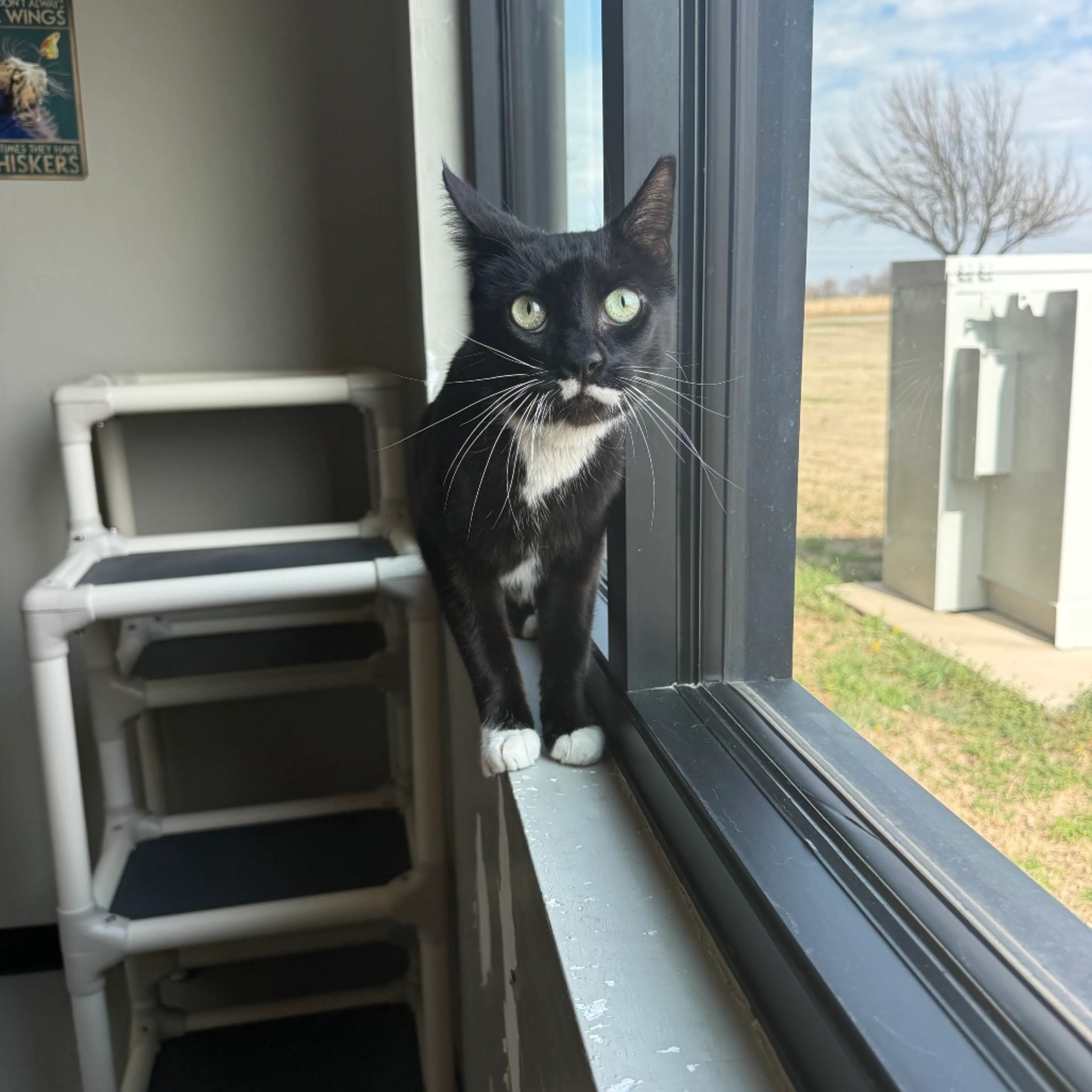 Found pet-2