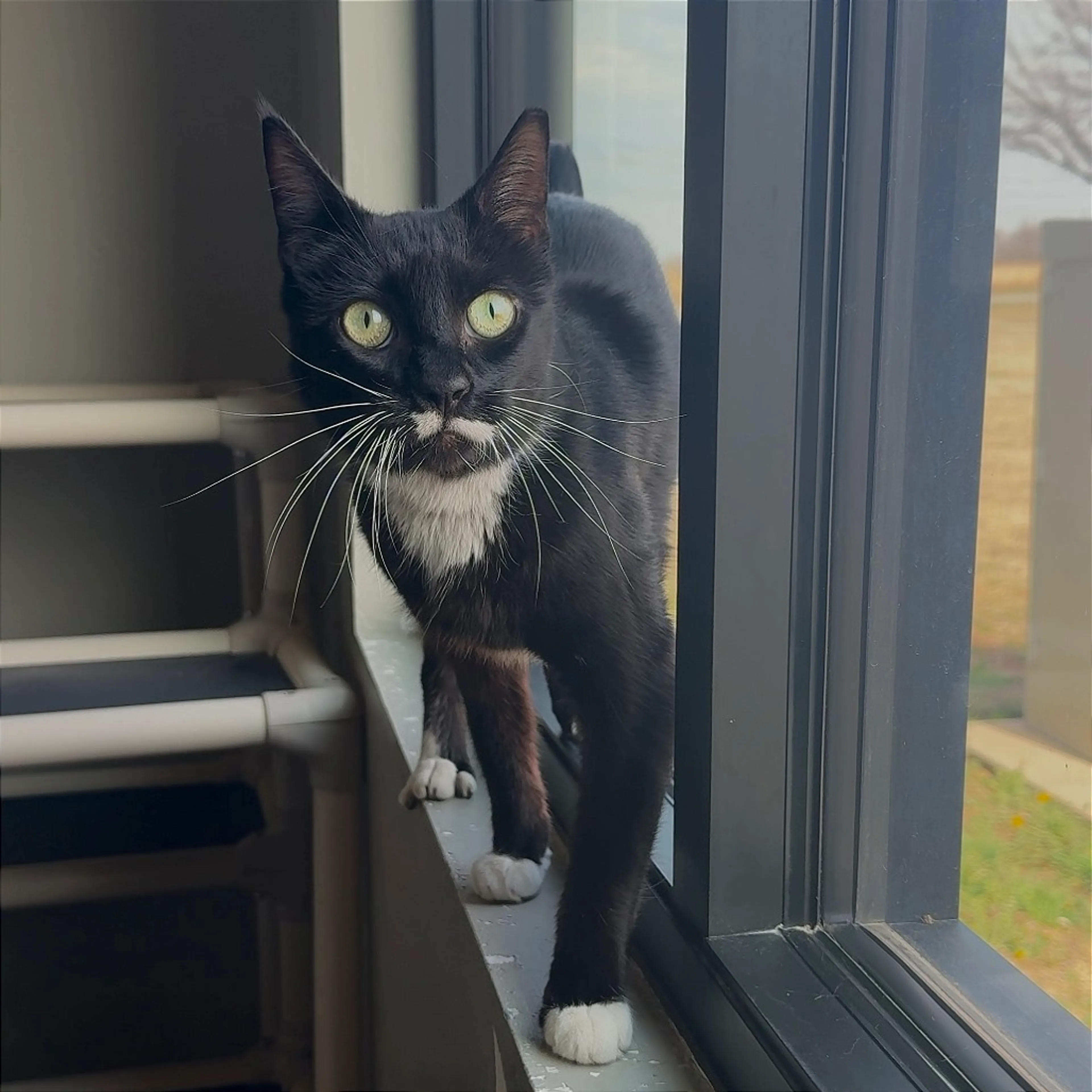 Found pet-0