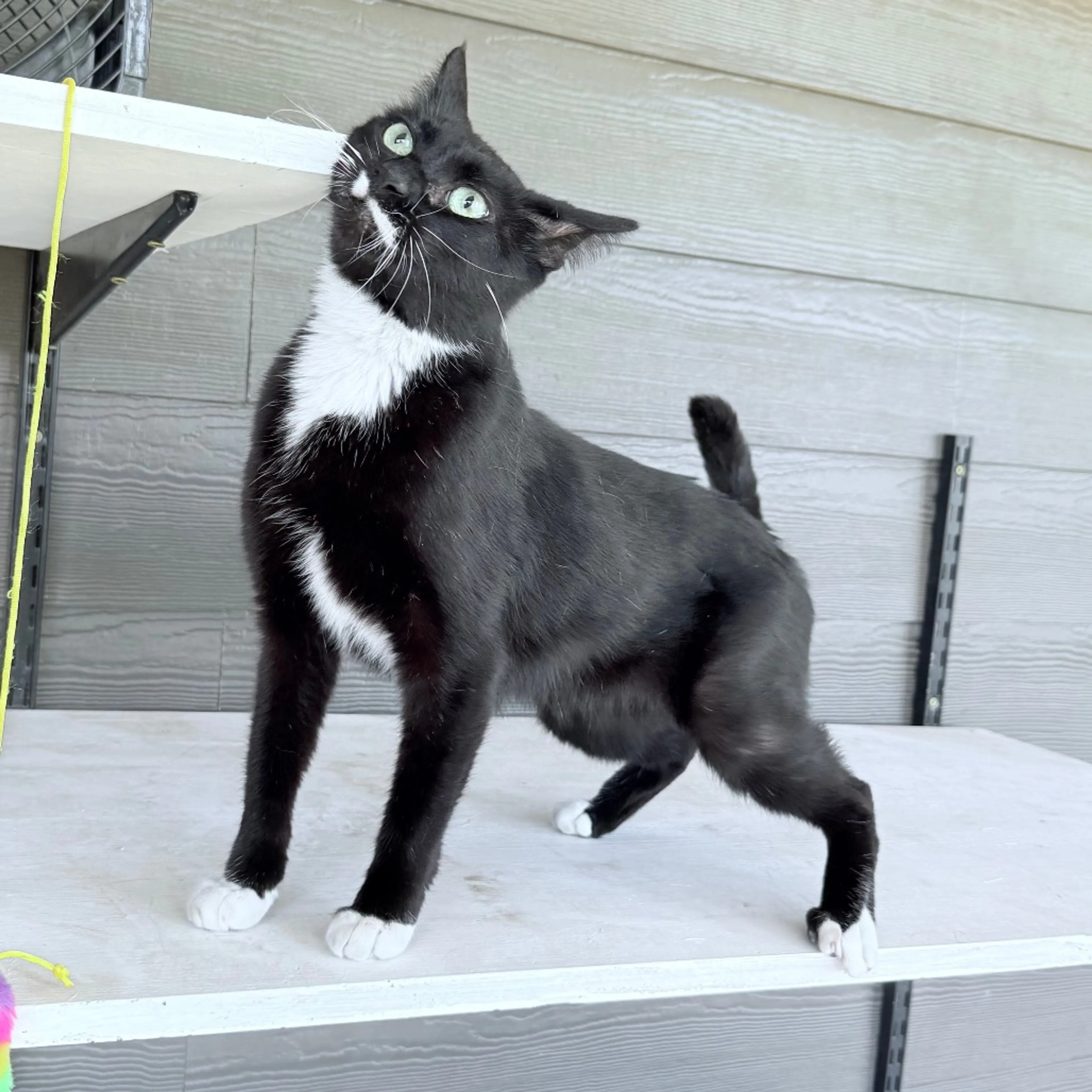 Found pet-12