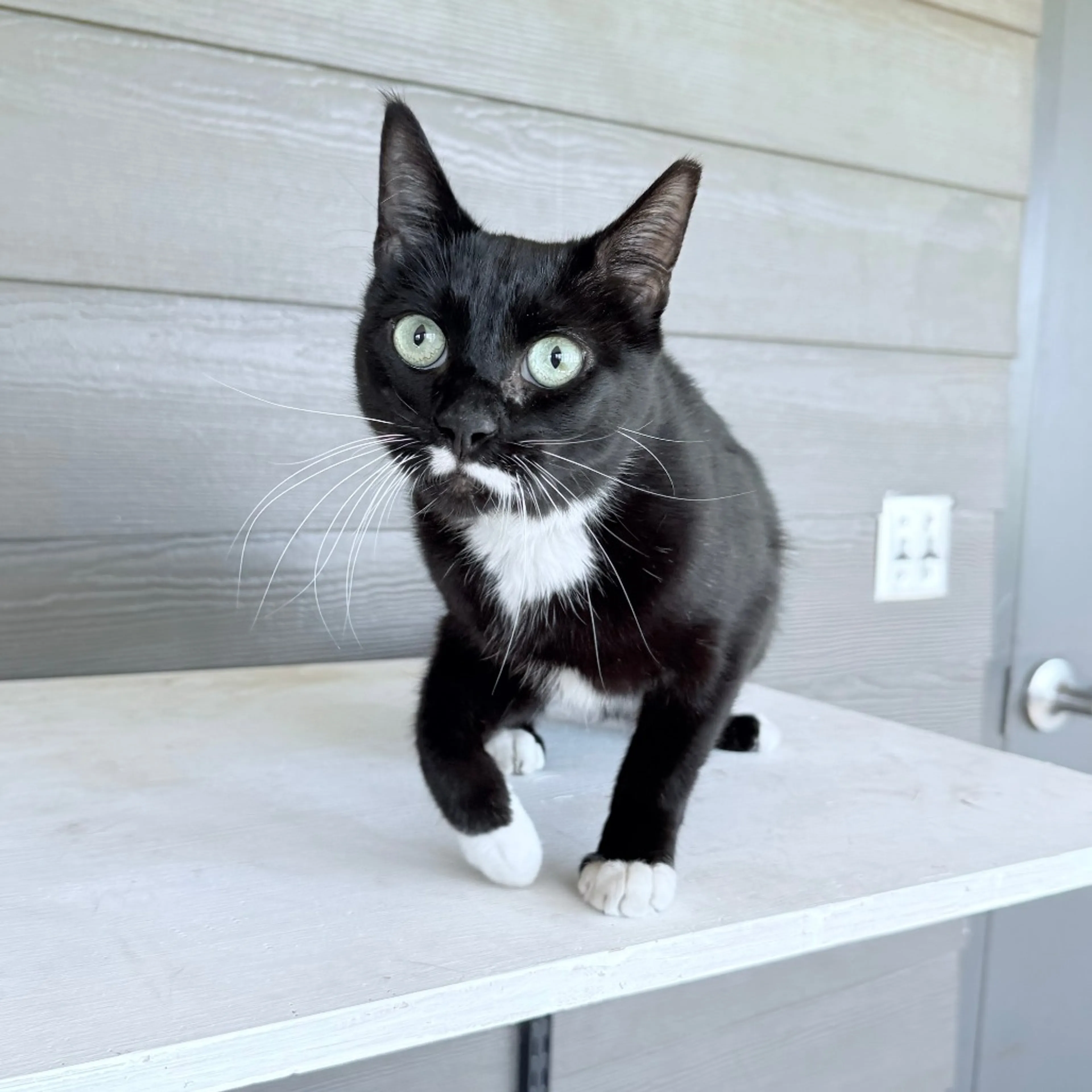 Found pet-9