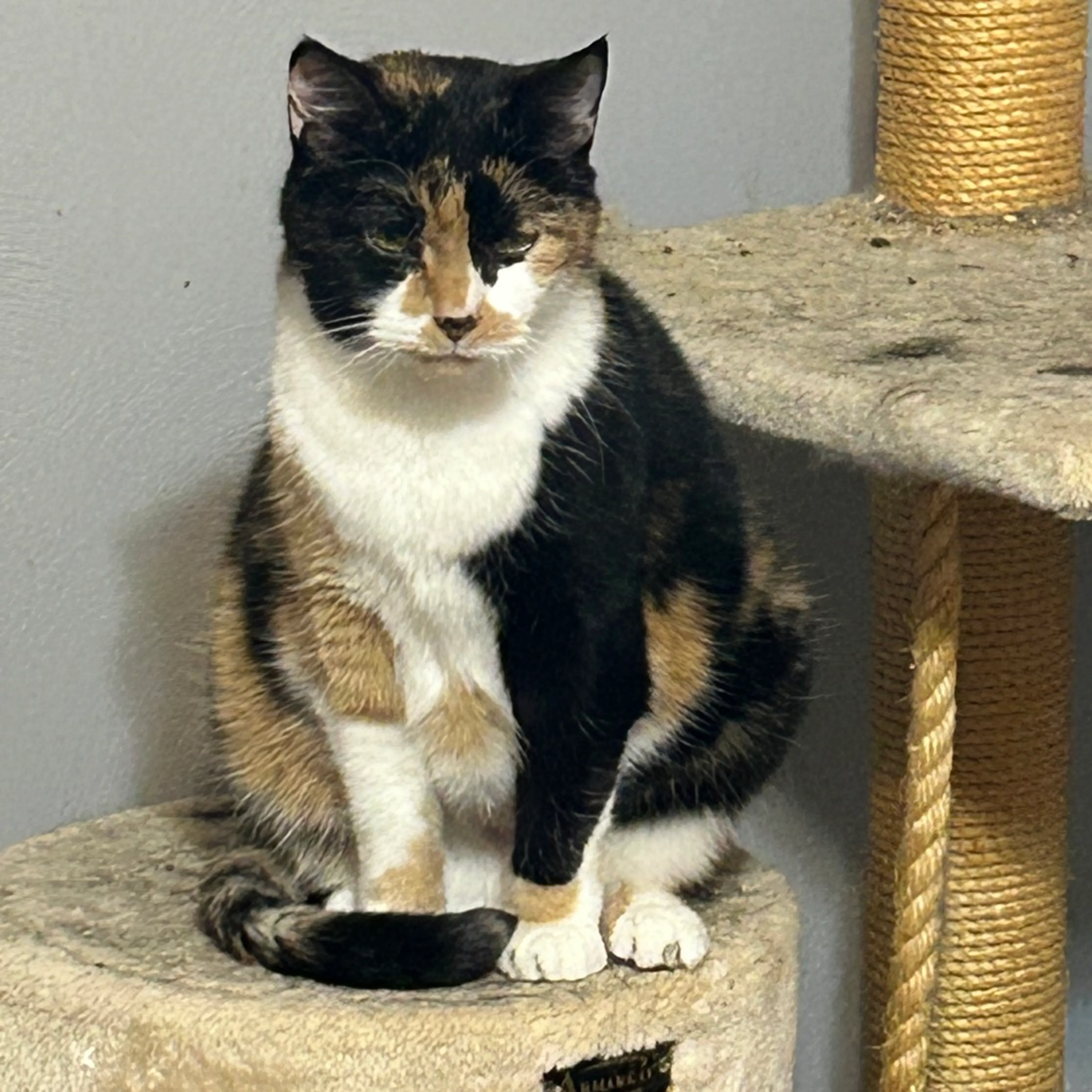 Found pet-1