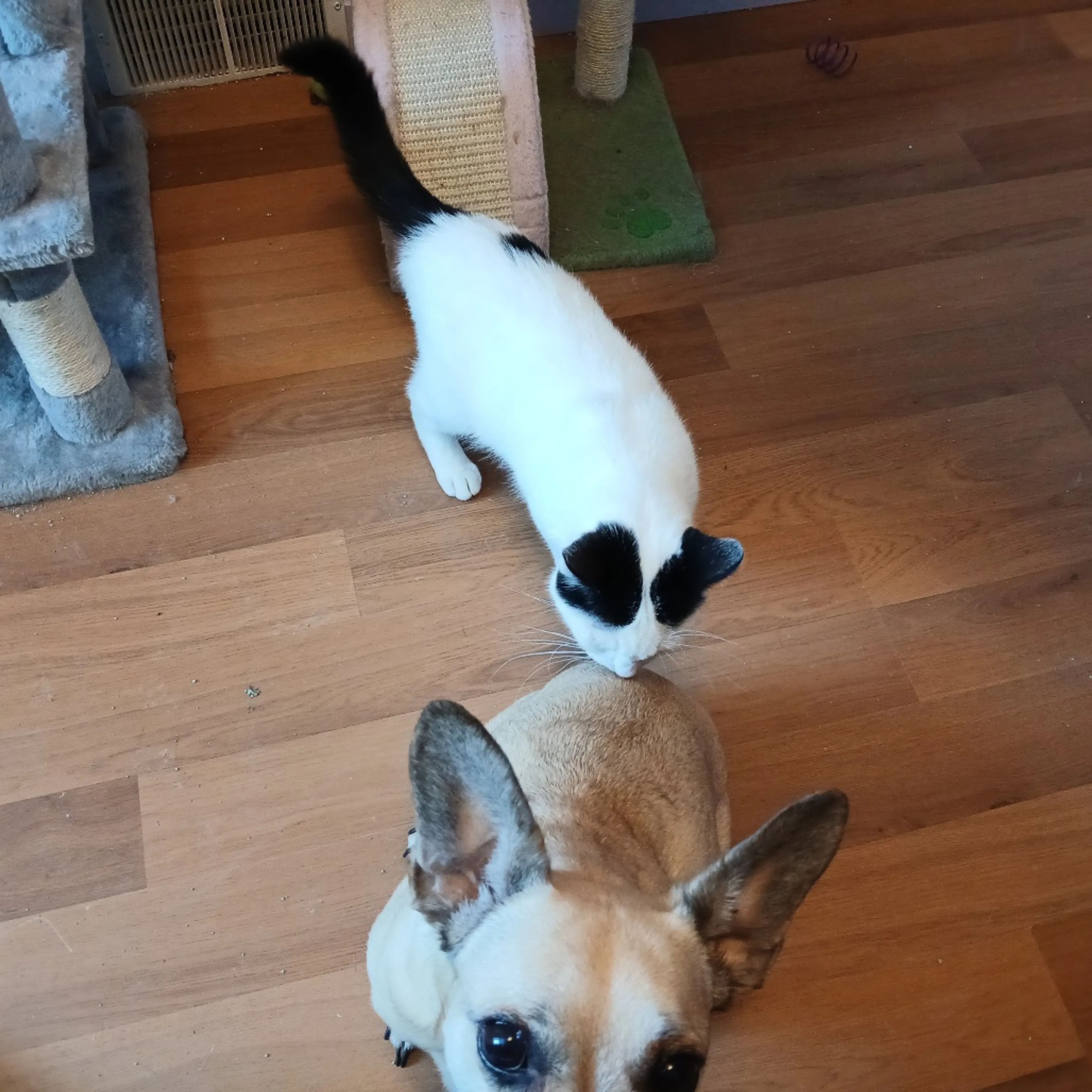 Found pet-3
