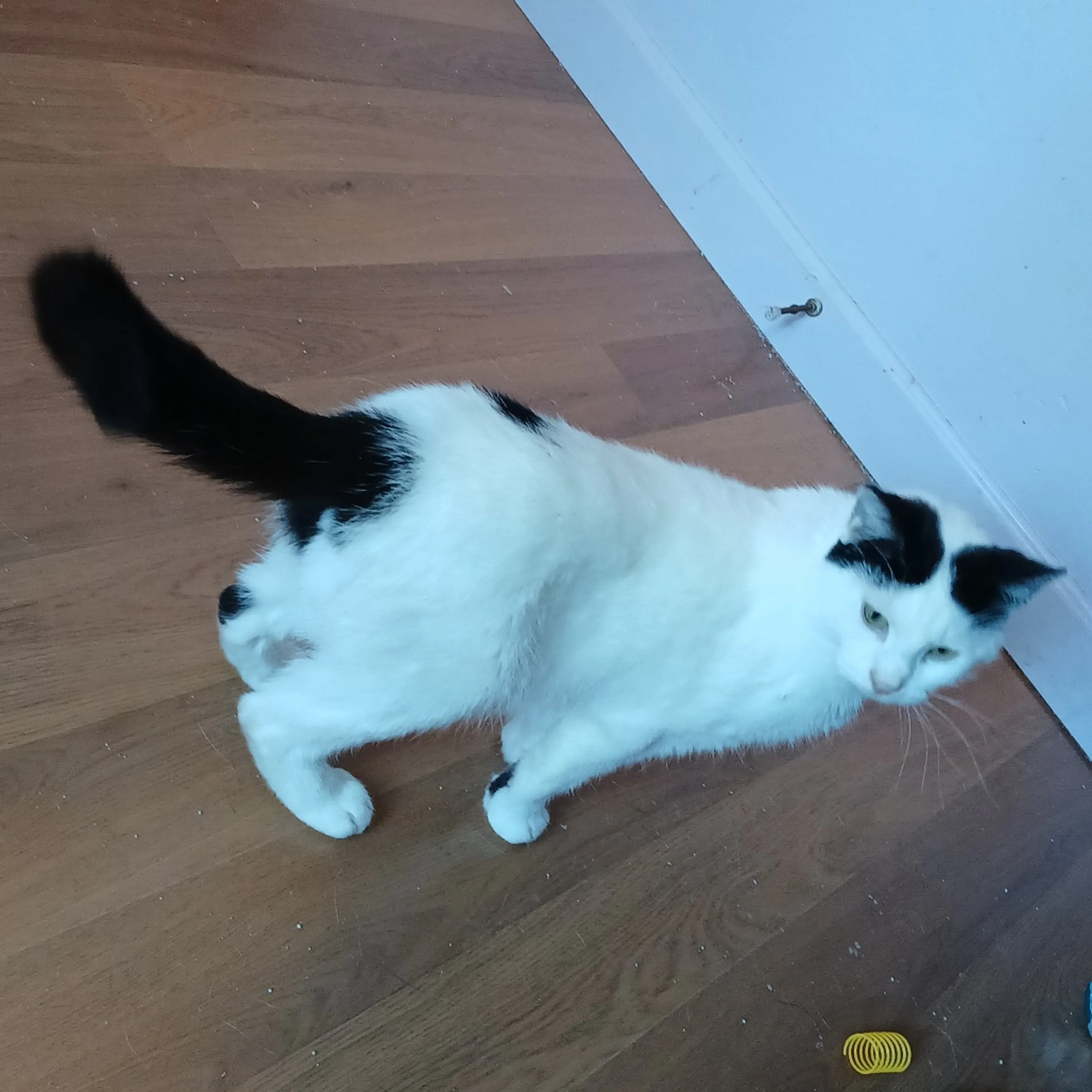 Found pet-0