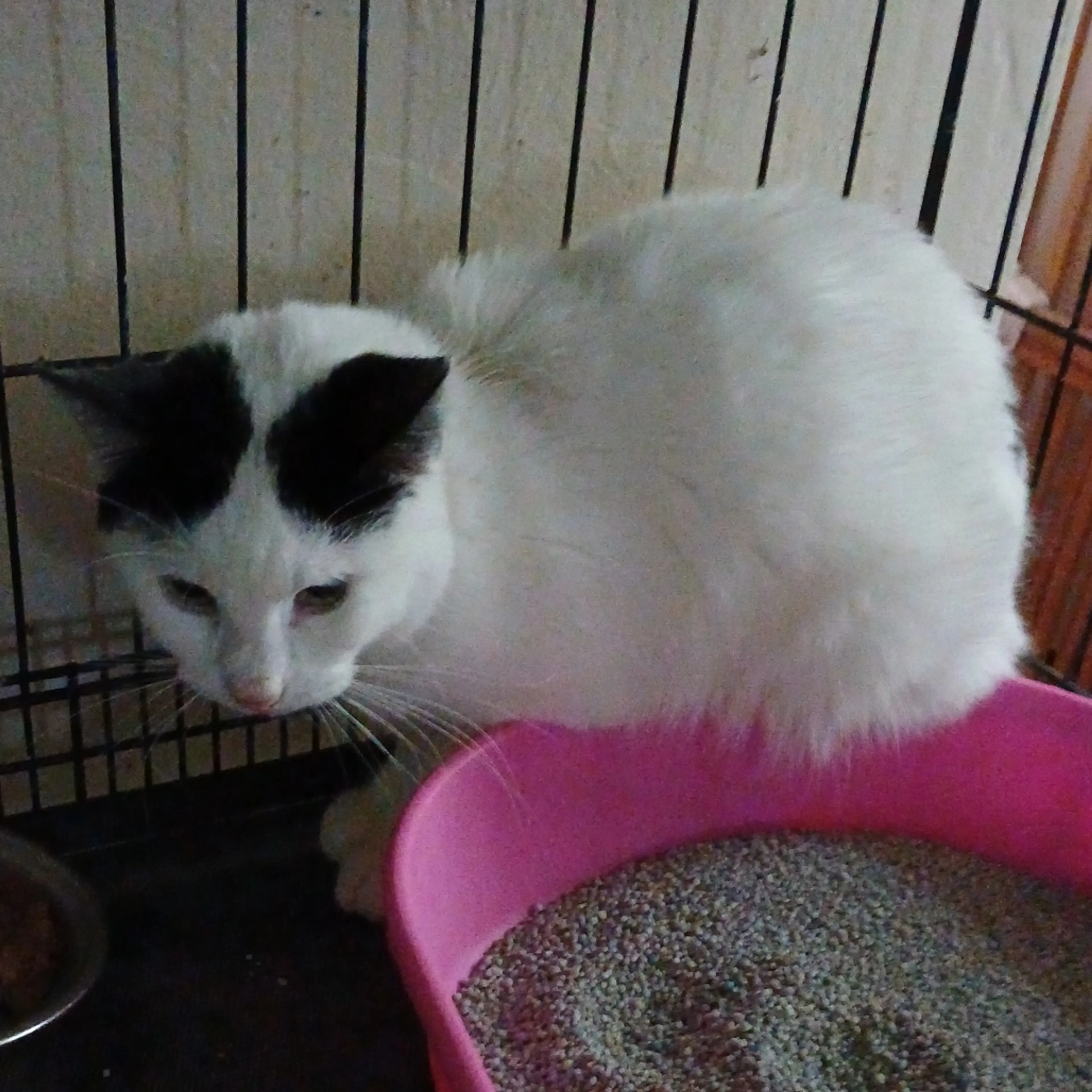 Found pet-1