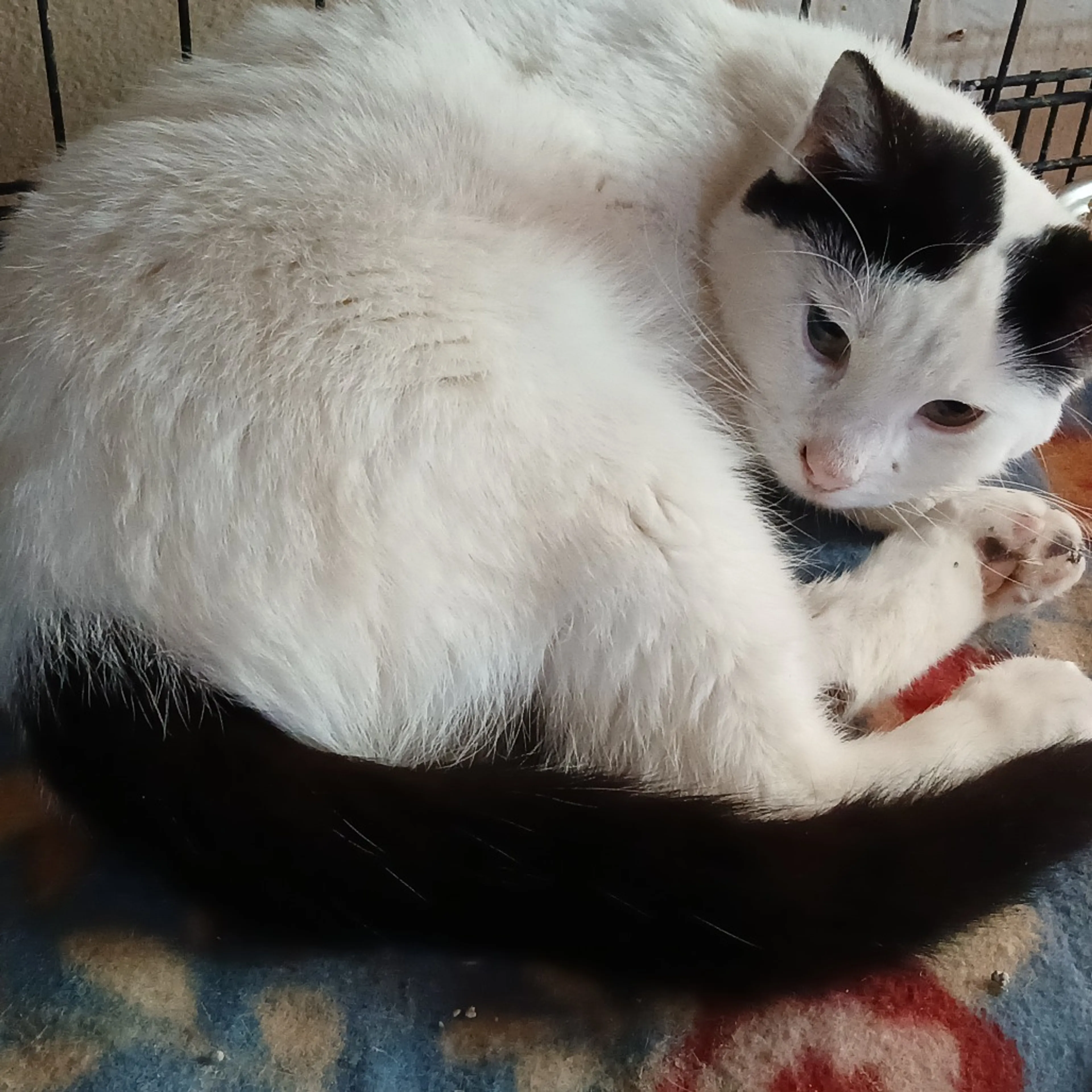 Found pet-2