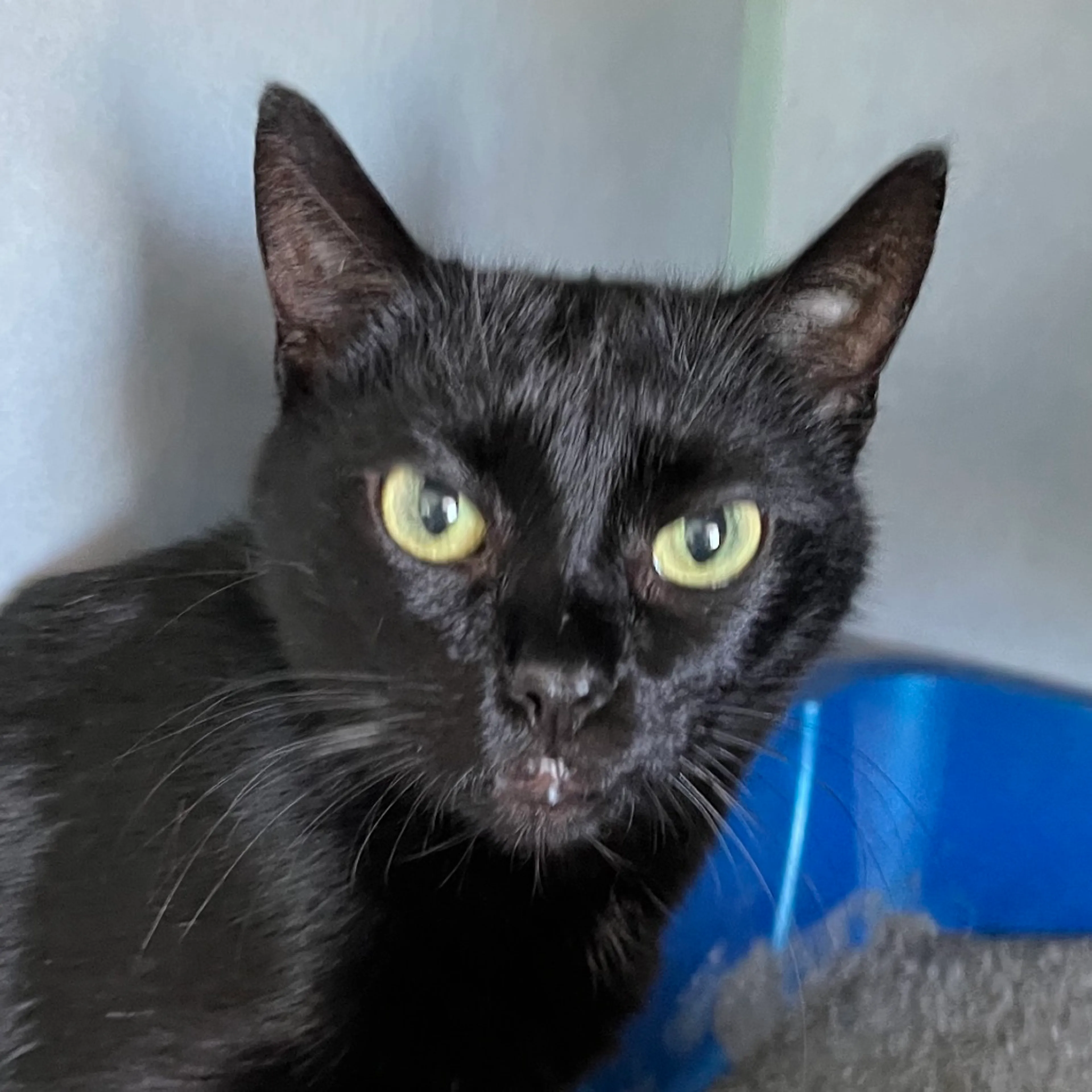 Found pet-1