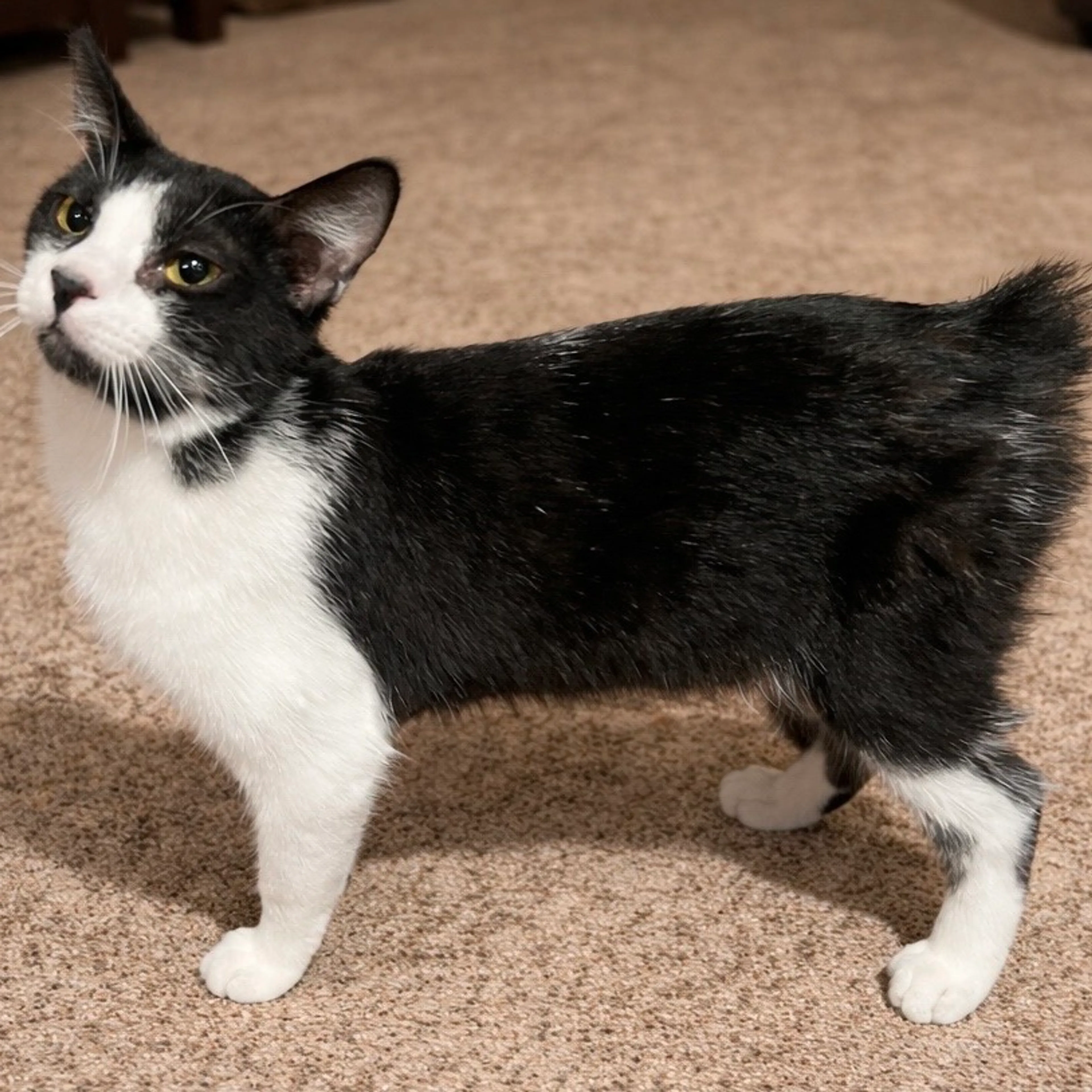 Found pet