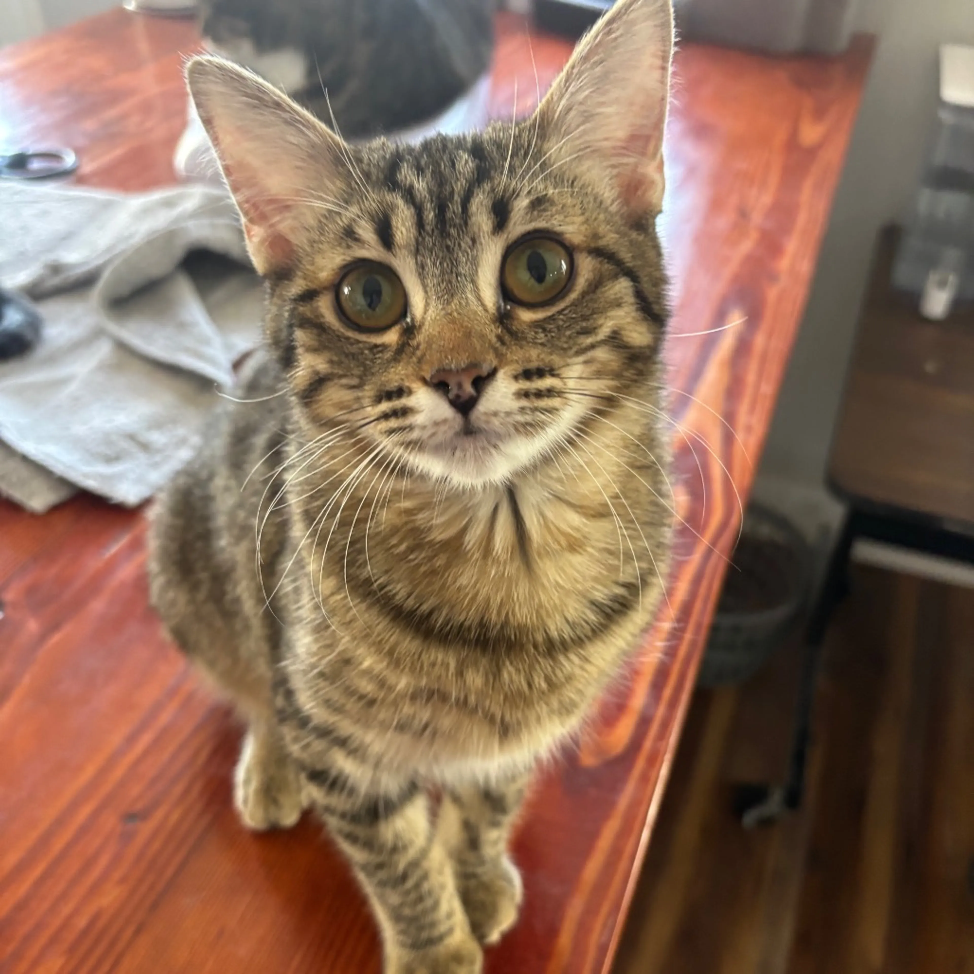 Found pet