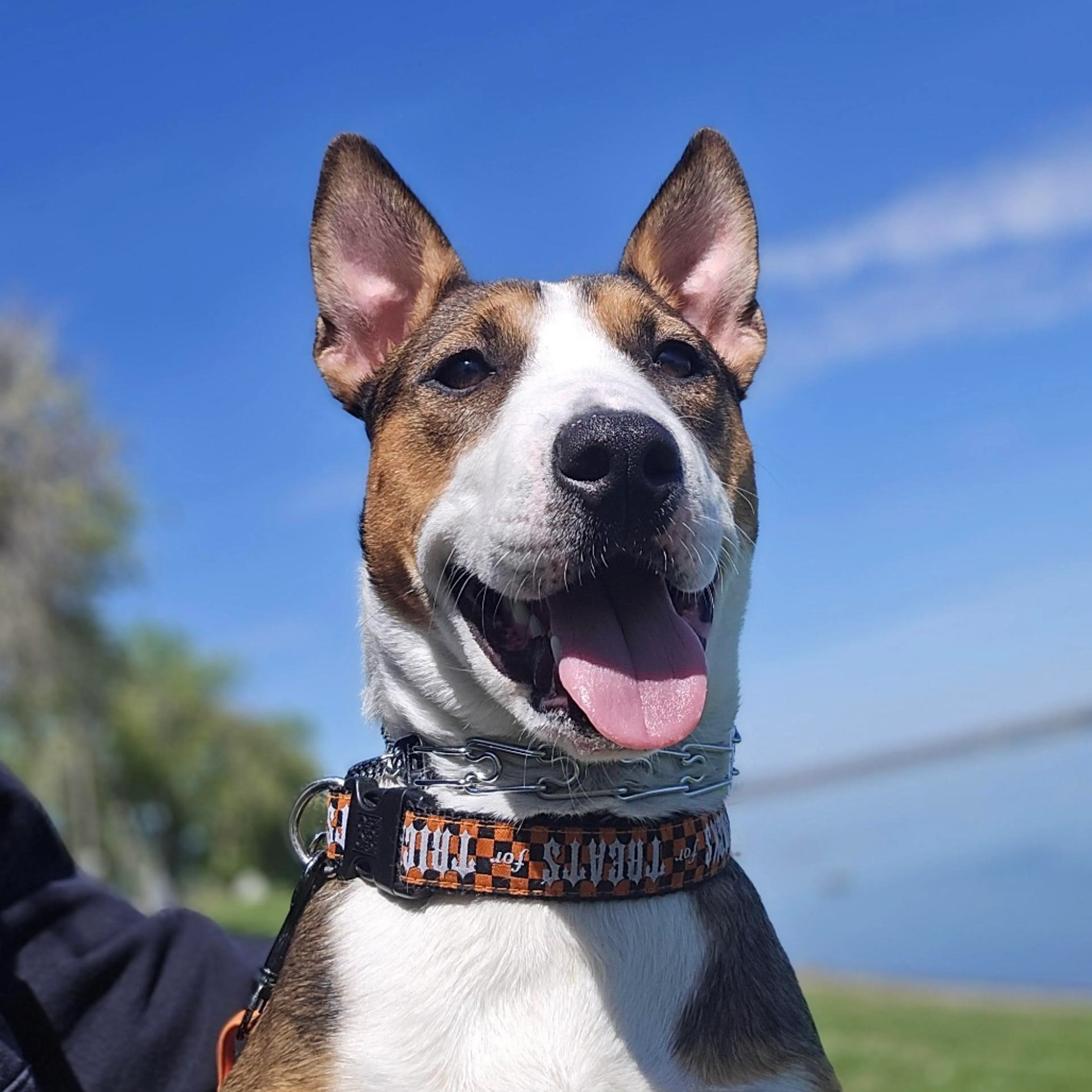 Found pet-7