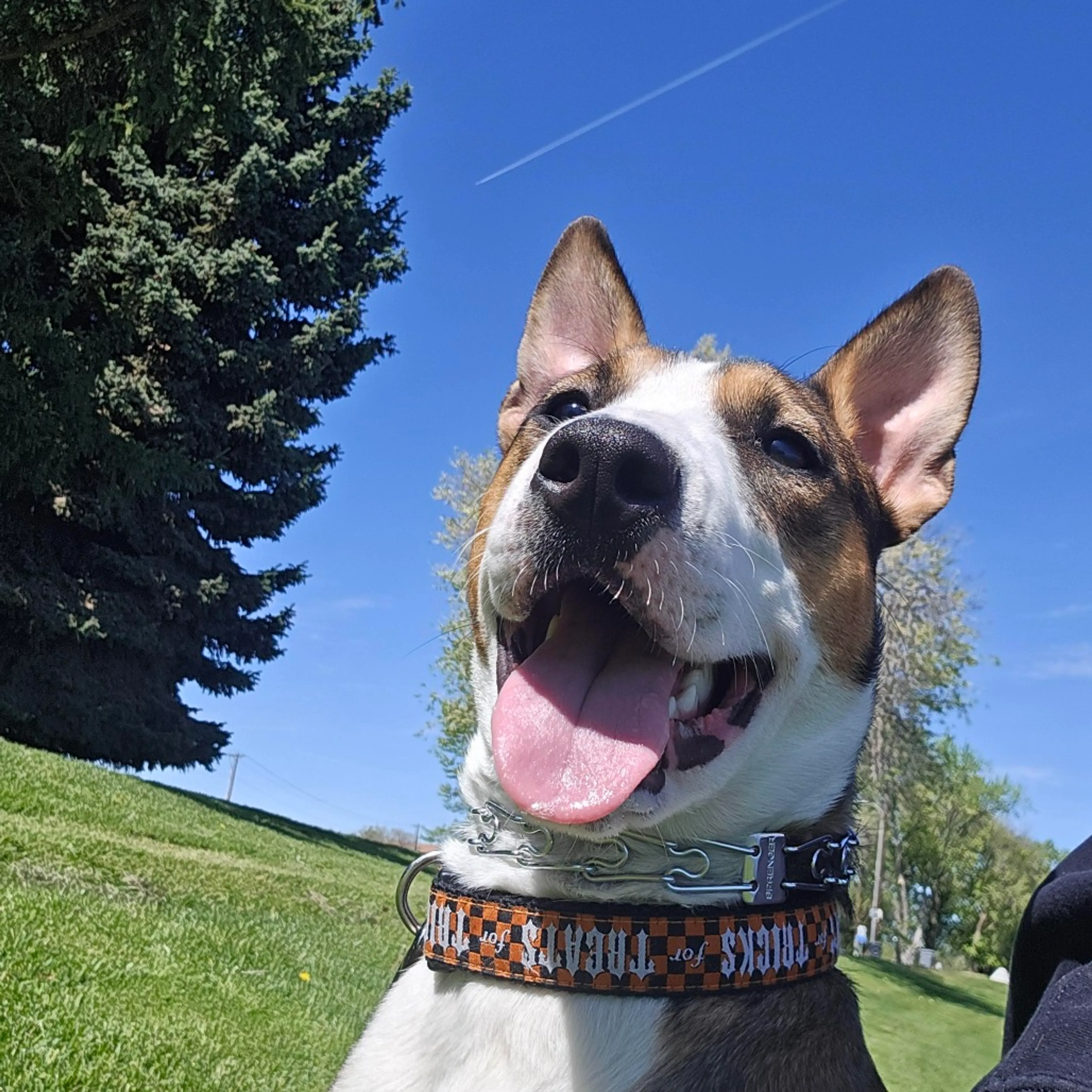 Found pet-6