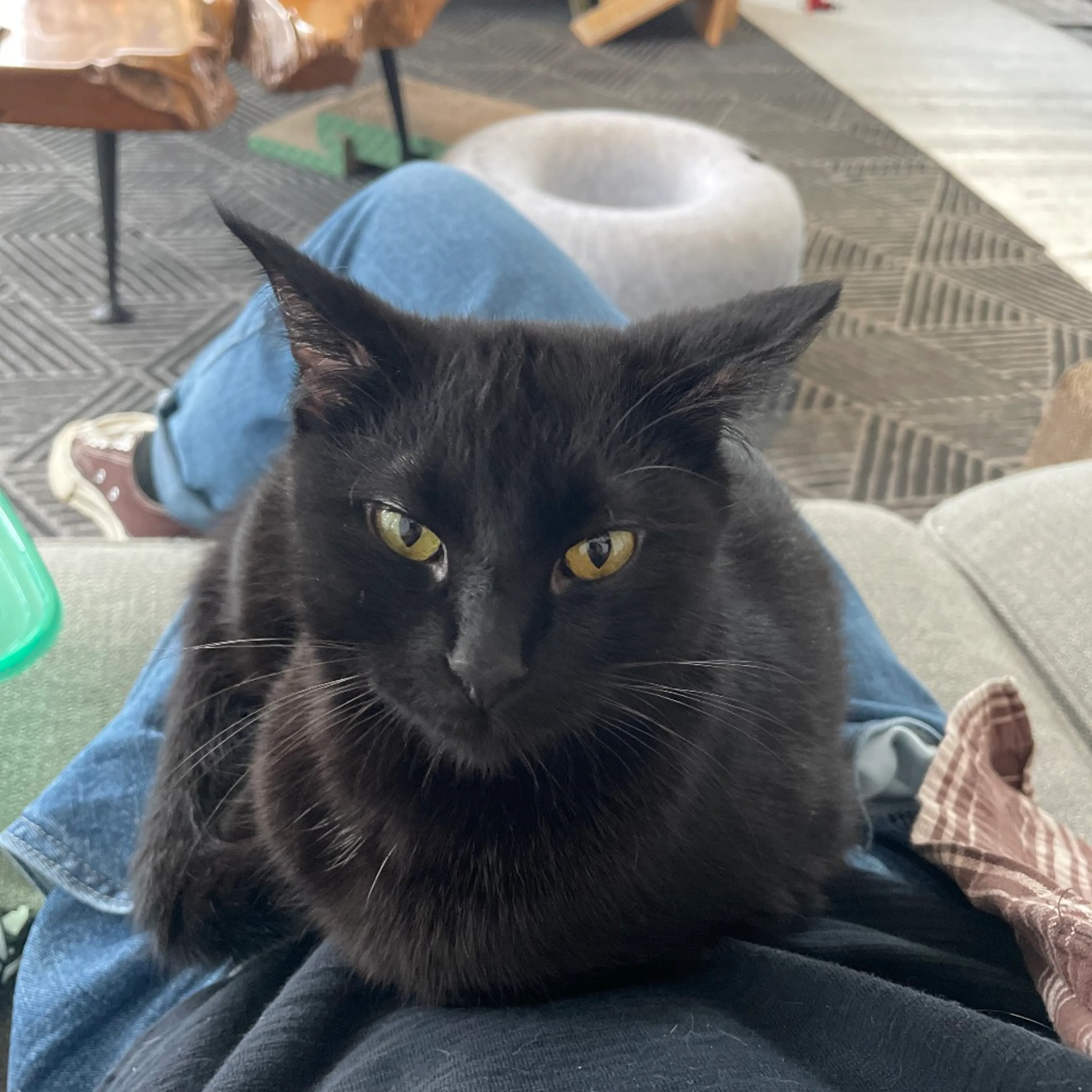 Found pet-4
