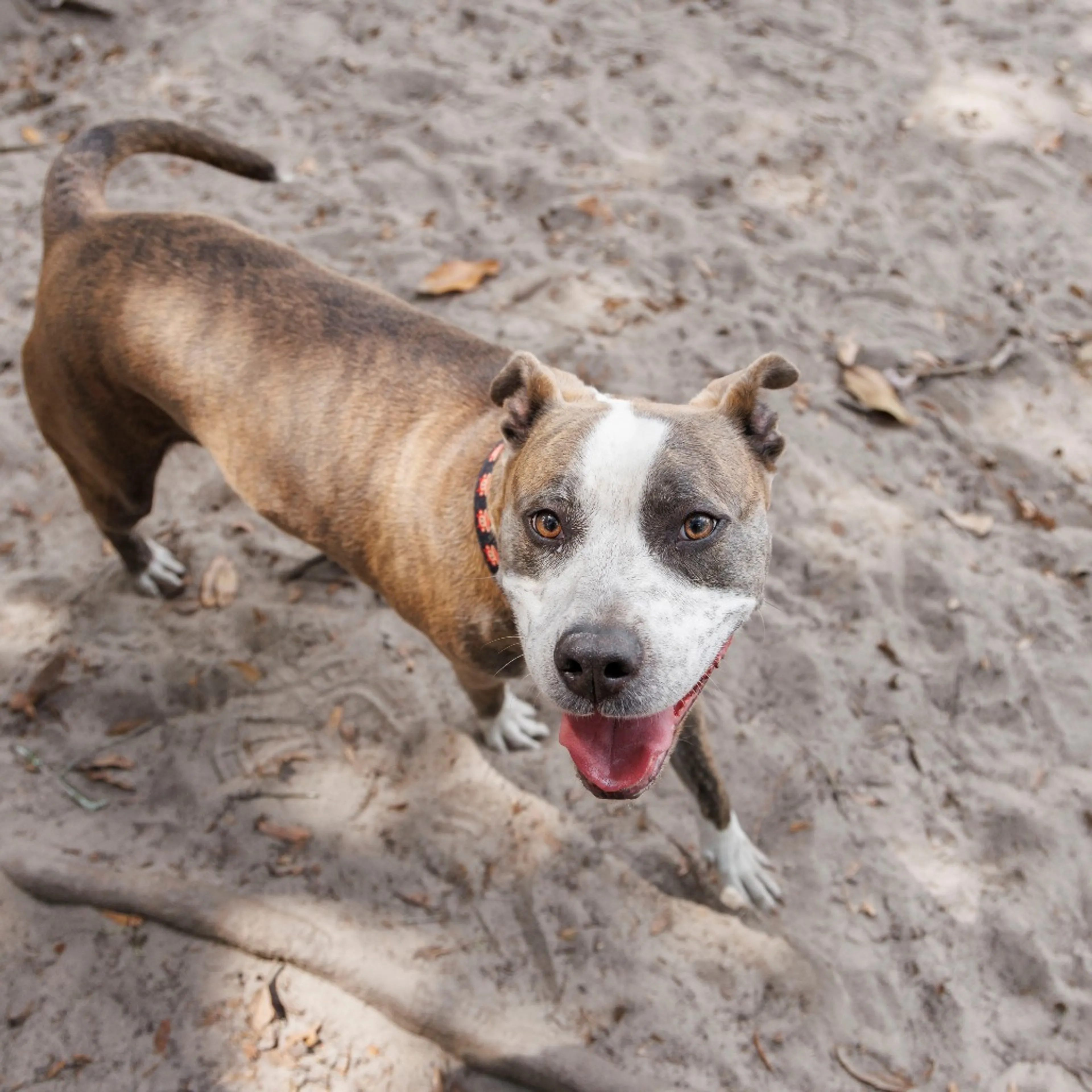 -6