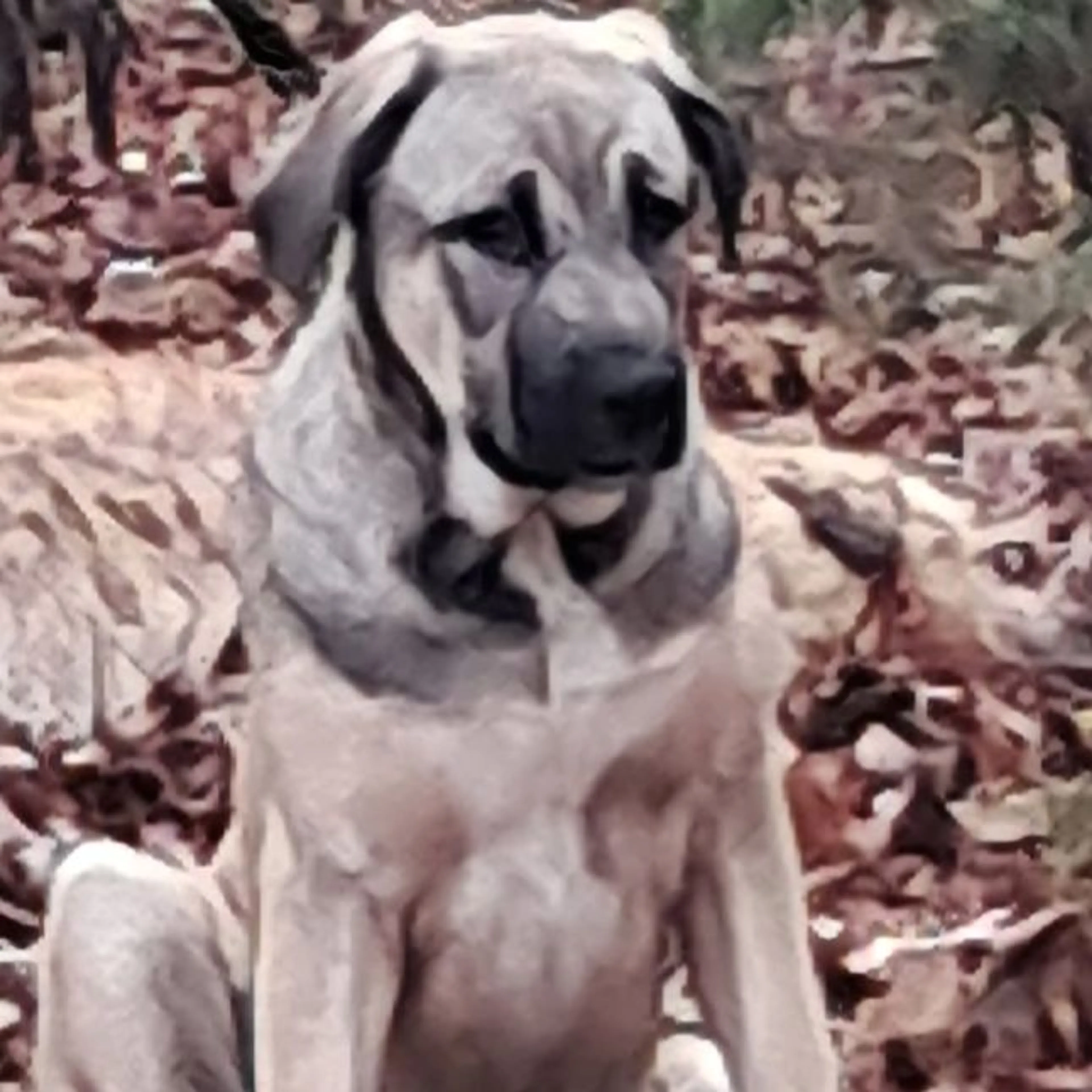 Lost pet